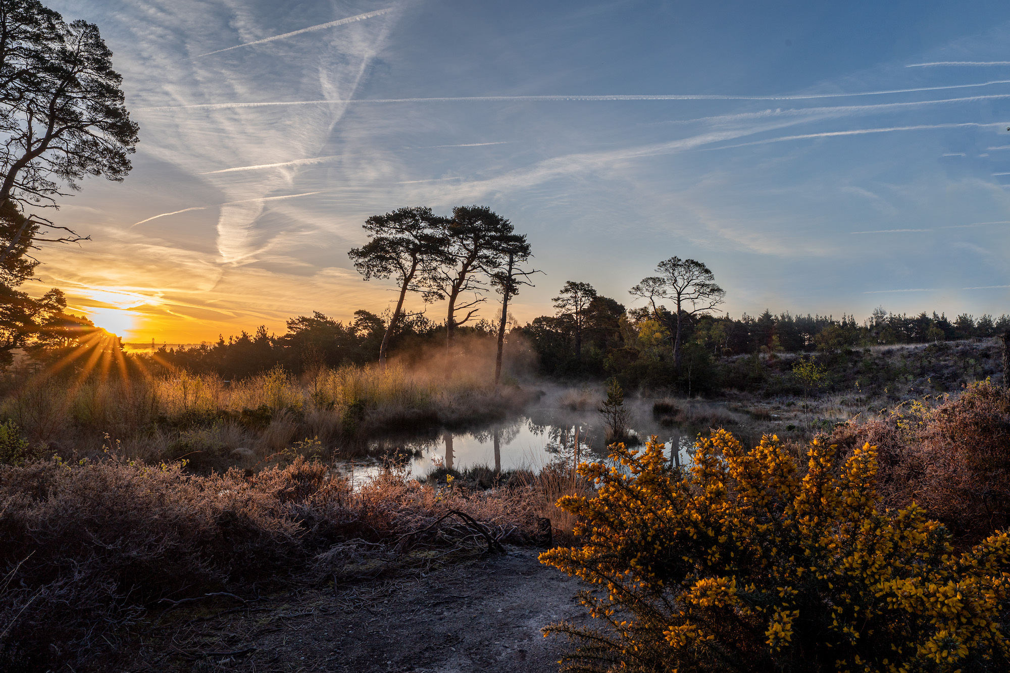 Sunrise over heathland with pond, bare trees, golden gorse bushes, and wispy clouds with vapour trails across blue-orange sky