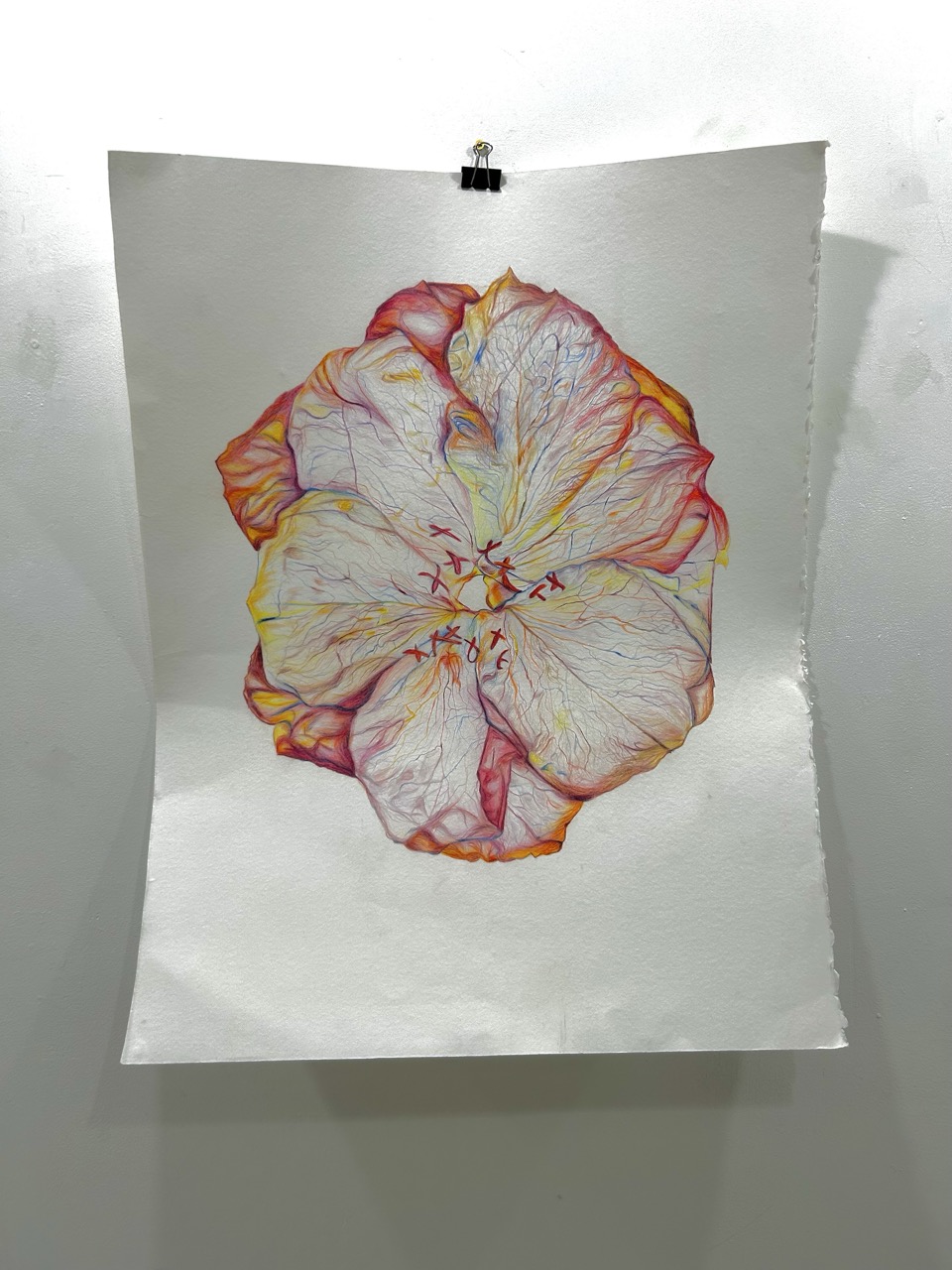 A pressed flower with white petals edged in pink and yellow is clipped to a white sheet of paper on a grey wall.