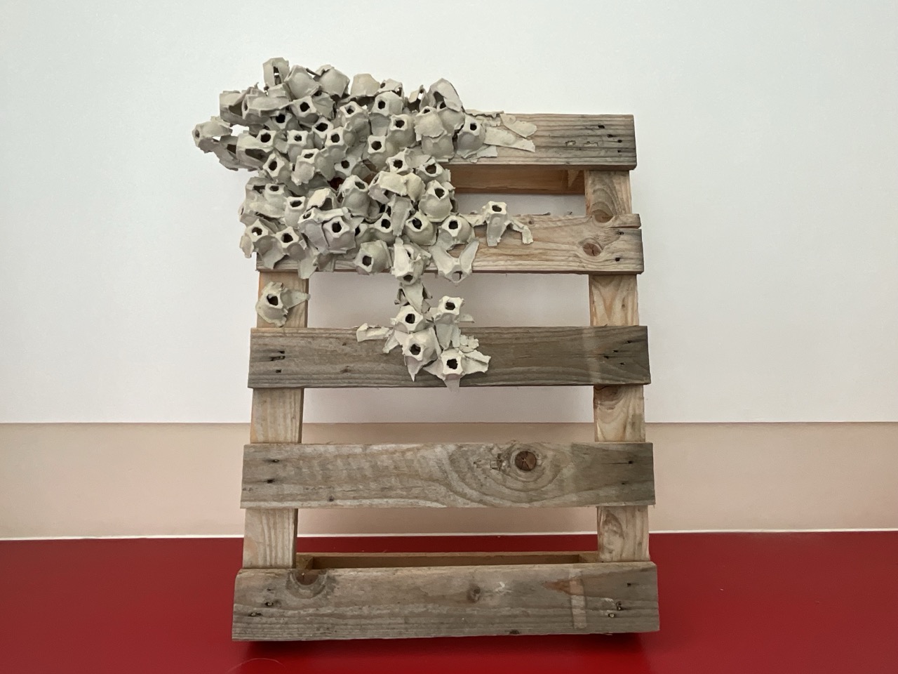 A weathered wooden pallet leaning against a wall with clusters of small white ceramic shell-like pieces attached to the top left, on a red floor.