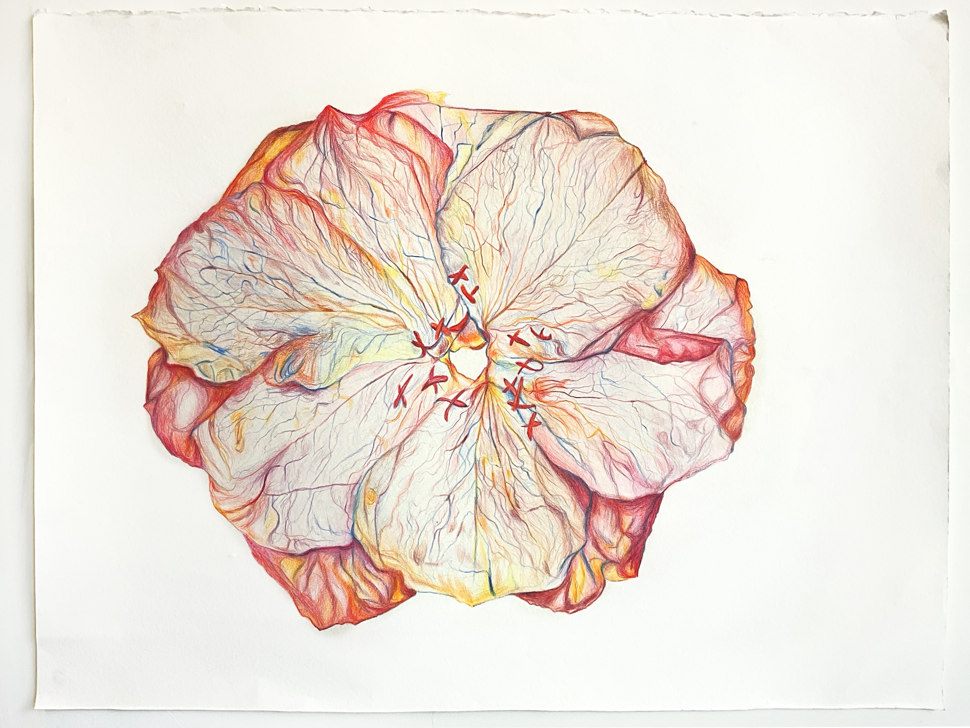 A large, detailed illustration of a pink and cream flower, showcasing intricate petal textures and vibrant red accents, set against a white background. The flower appears open, with delicate lines highlighting its structure.