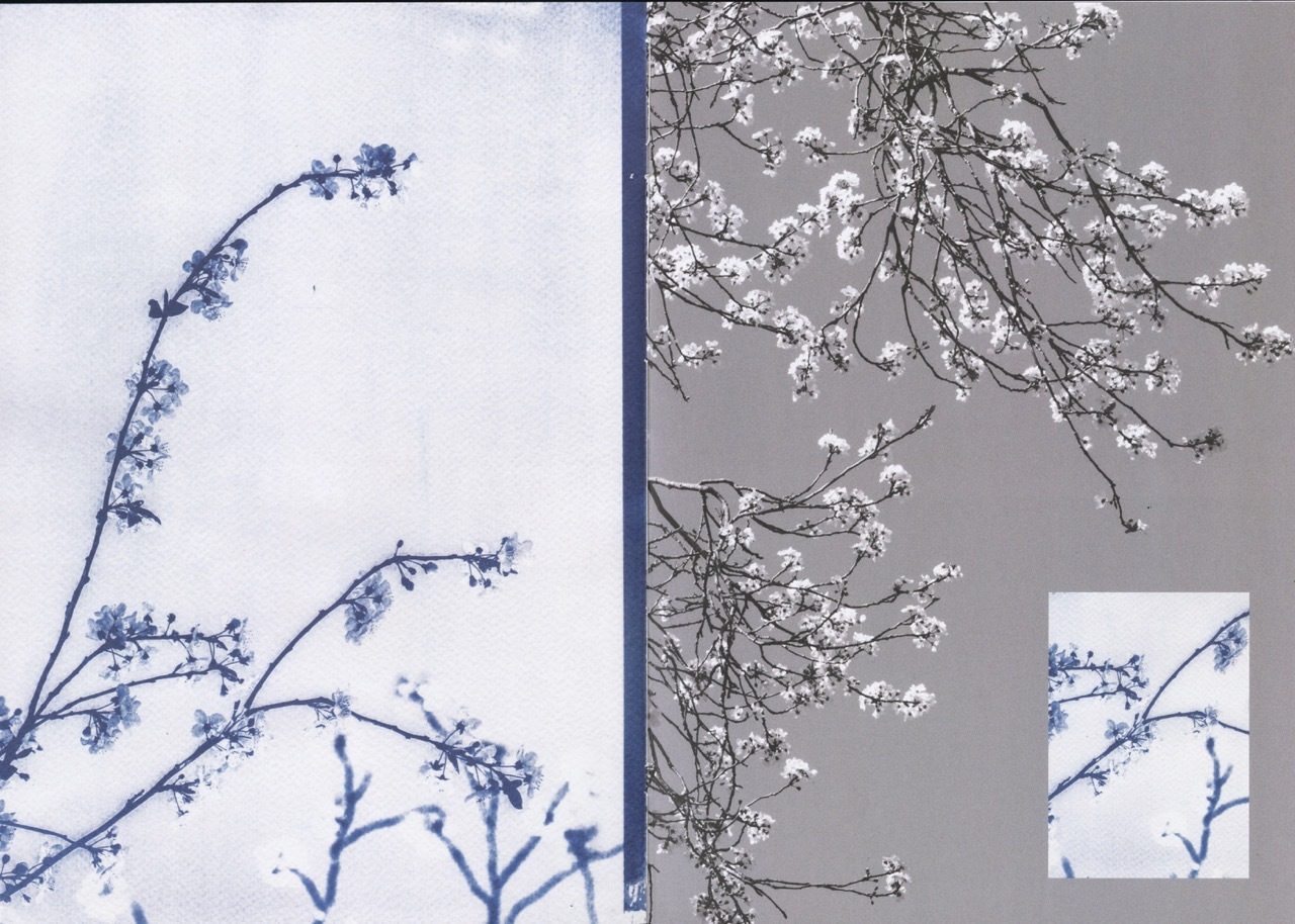 Split image: left panel shows blue curved branches with small flowers on pale background; right panel shows white flowering branches on grey background with small inset of left image.