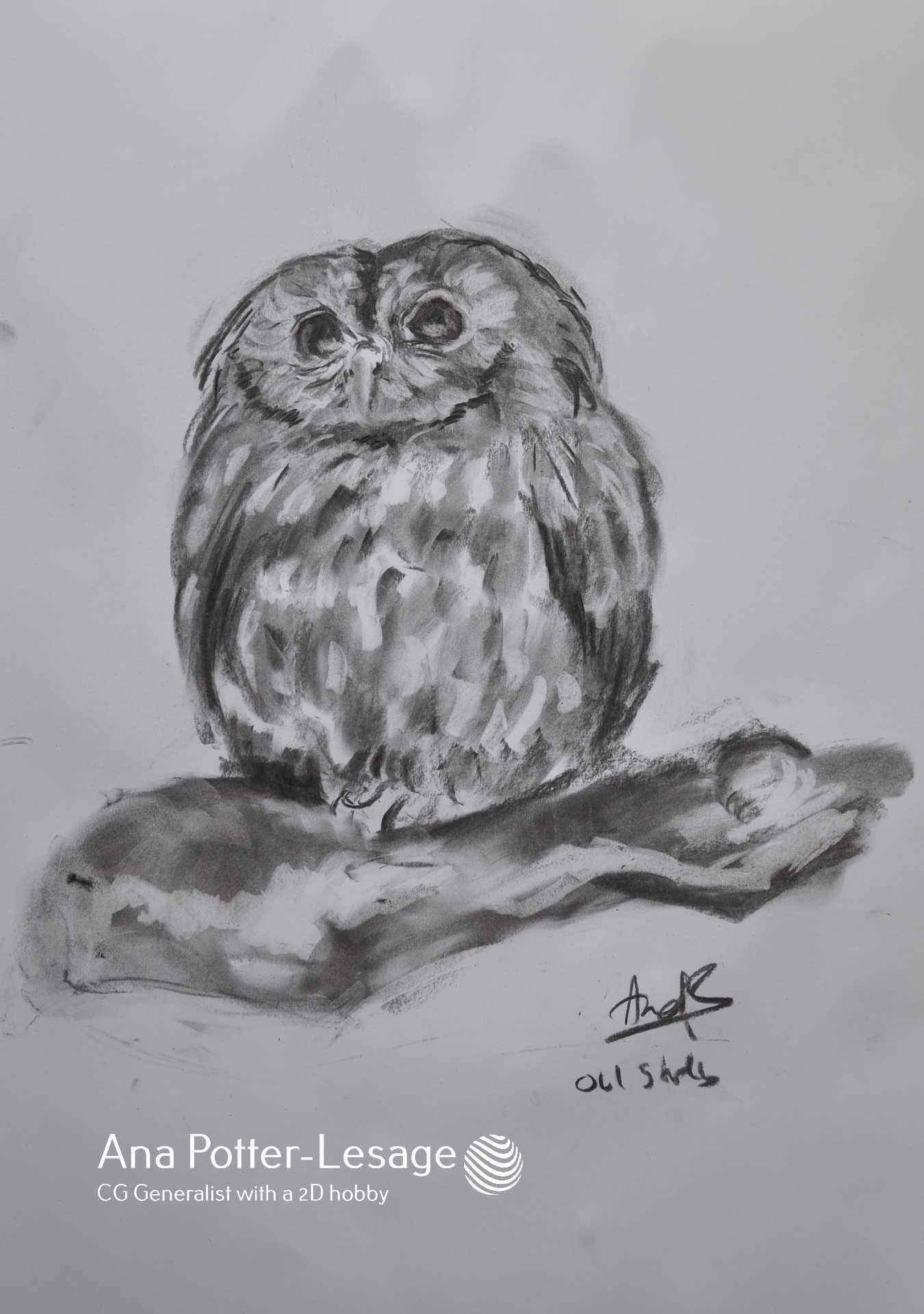 sketch of an owl