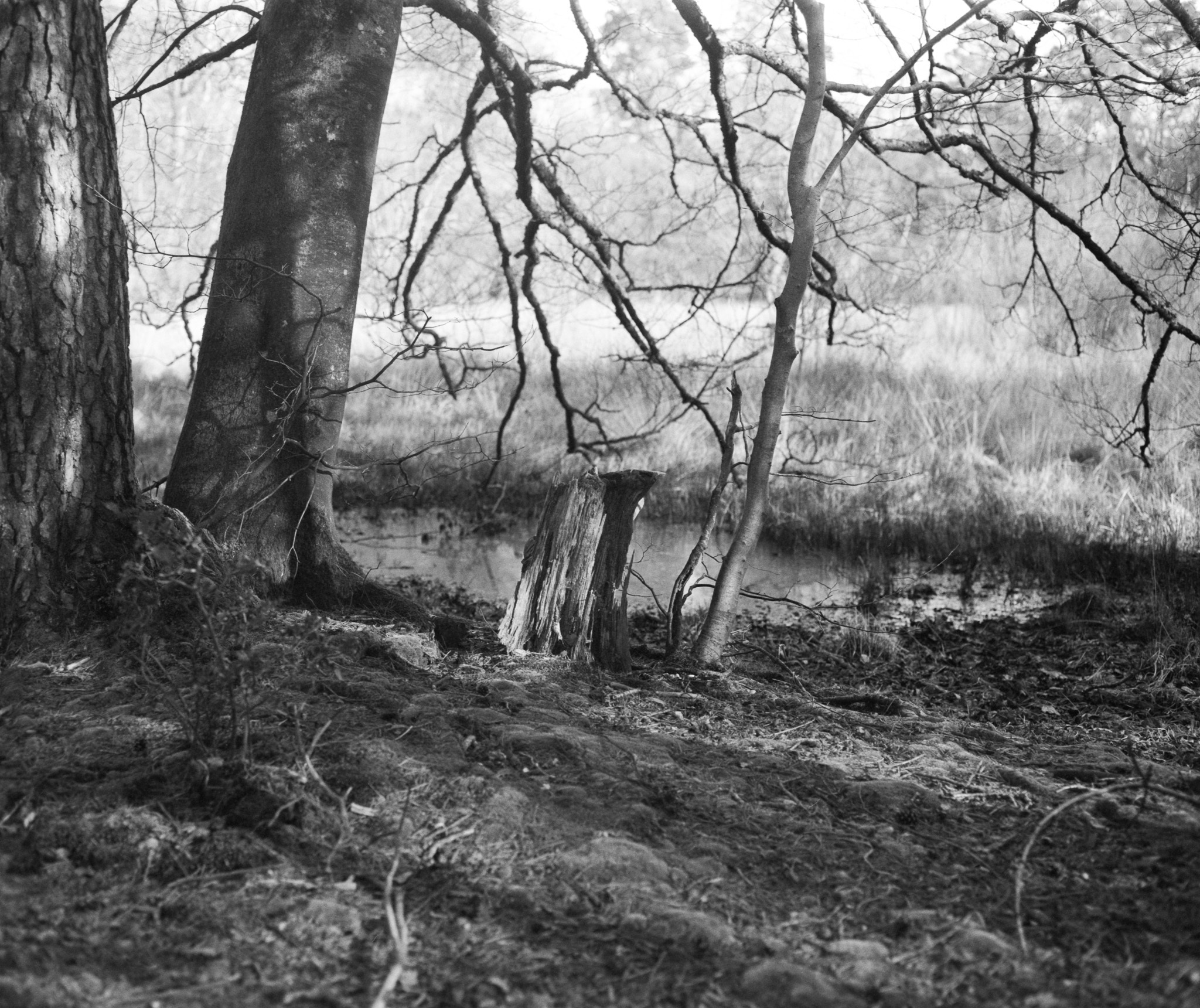 Black and white image of bare trees along a muddy riverbank with tangled branches and rough ground in foreground.