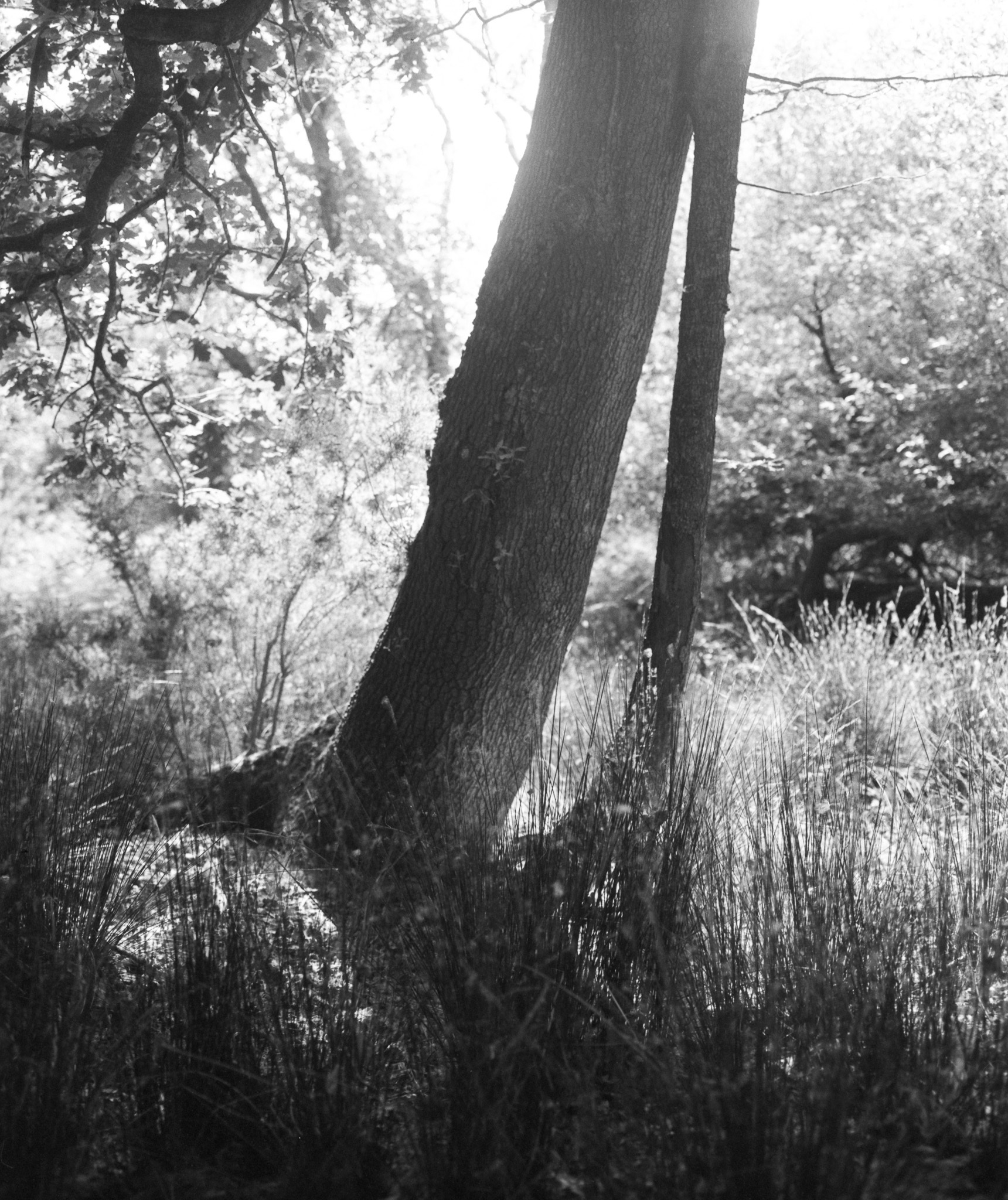 Black and white forest scene with tall tree trunks in foreground, surrounded by grass and foliage, bright overexposed sky visible through branches.