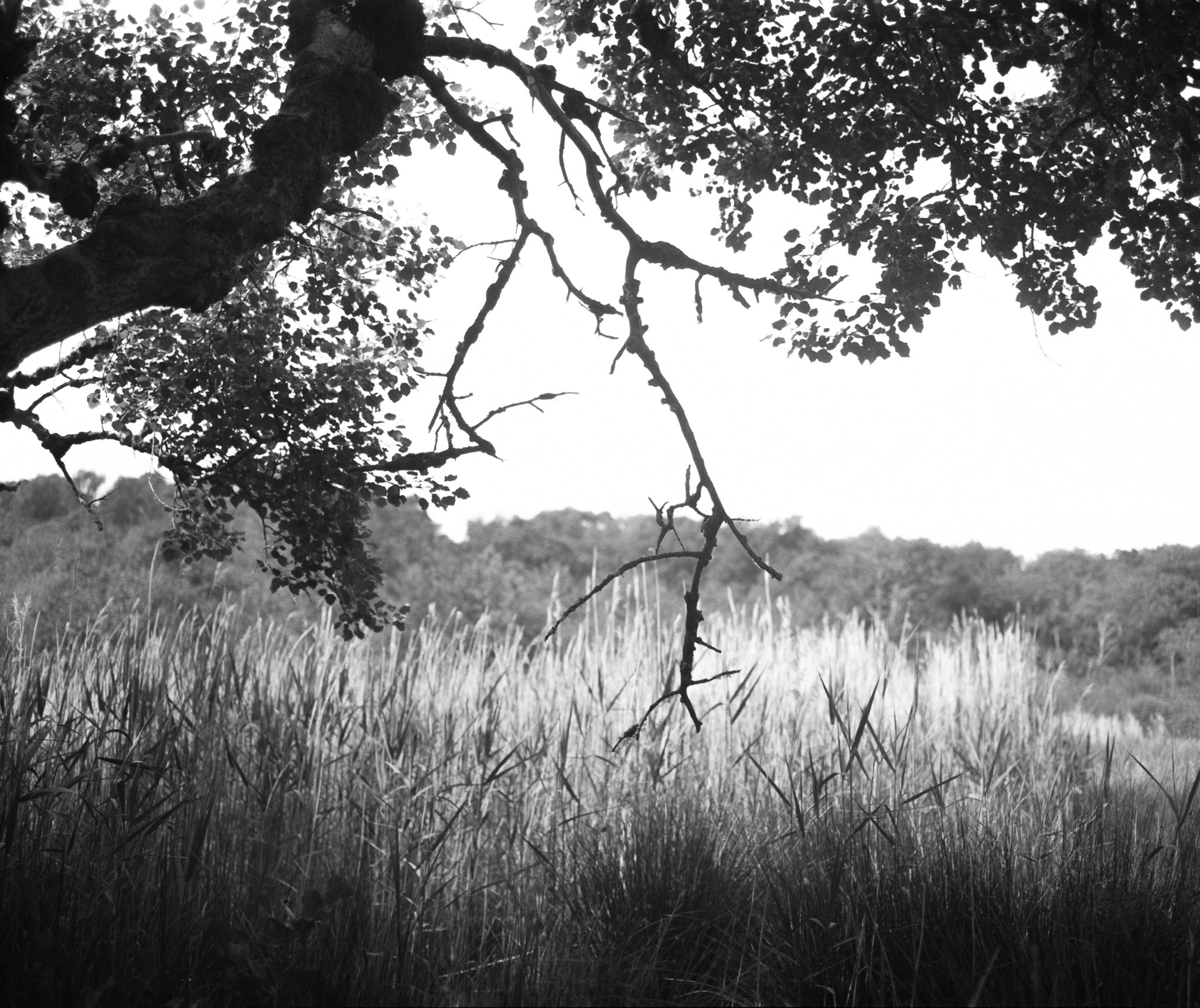 Black and white landscape with tree branches and leaves framing the top, tall grass in foreground, and wooded hills in background.