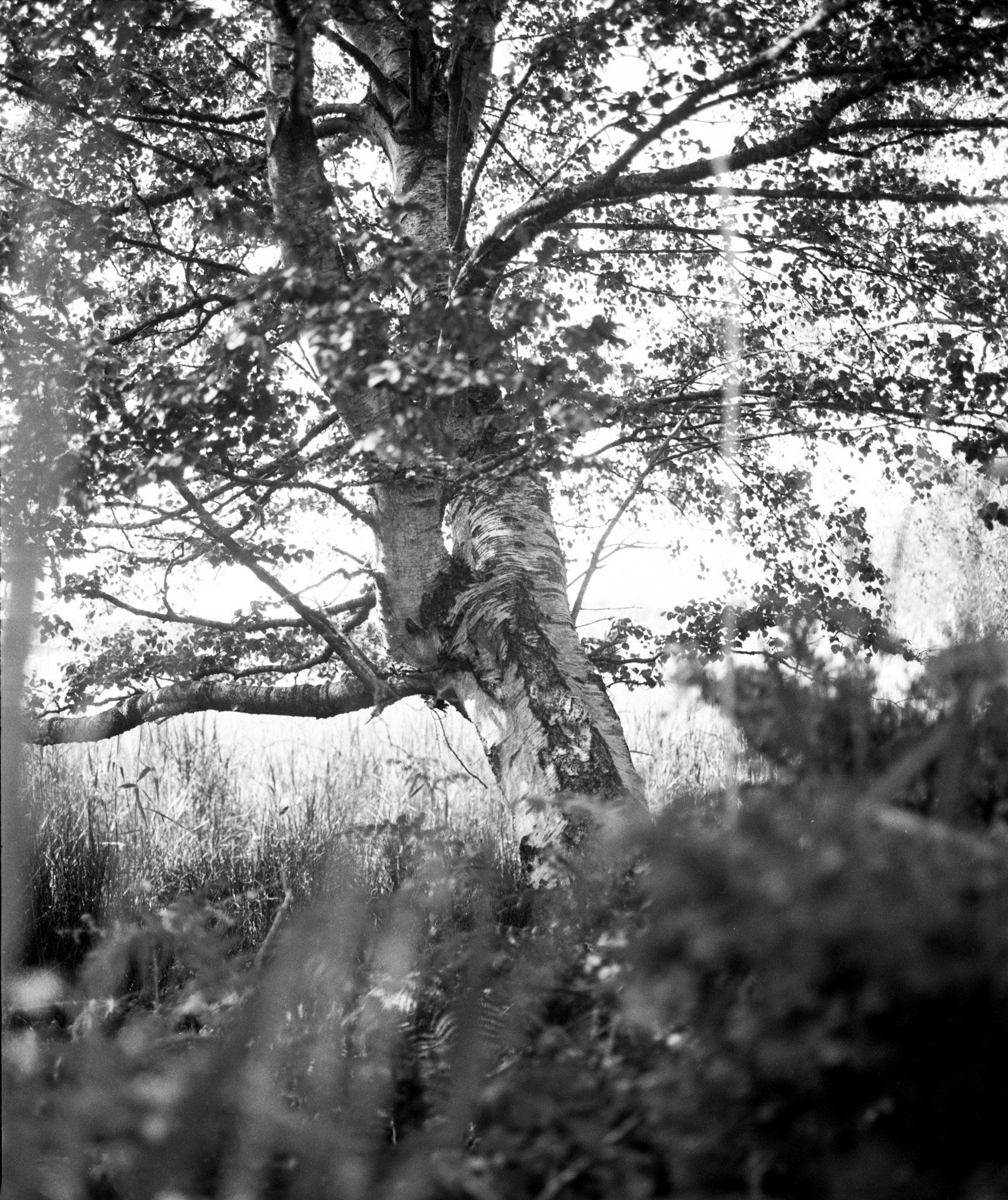 Black and white image of large tree with spreading branches and dense foliage, surrounded by tall grass and vegetation in foreground.