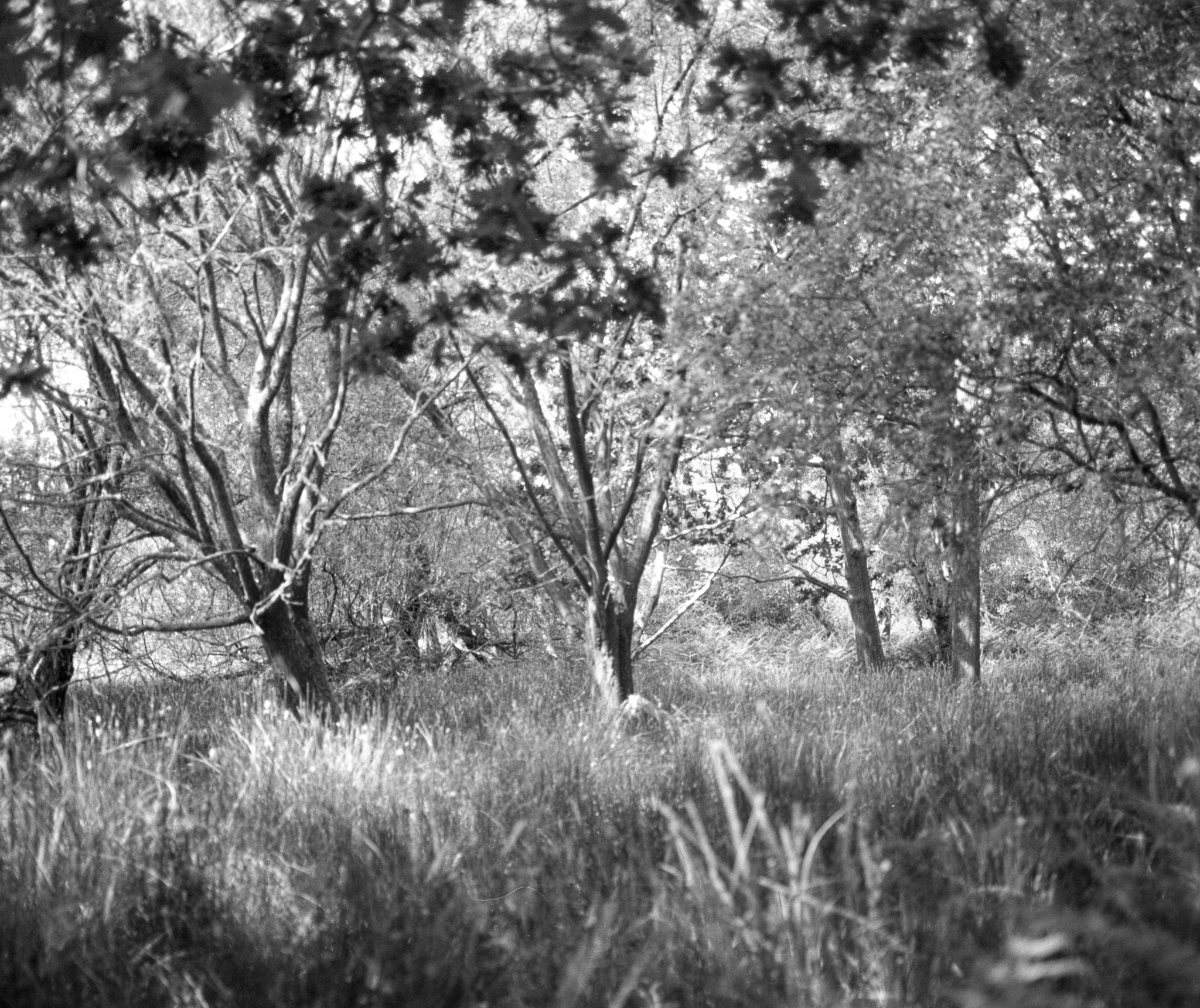 Black and white image of trees with full canopies above tall grass and undergrowth in natural woodland setting.