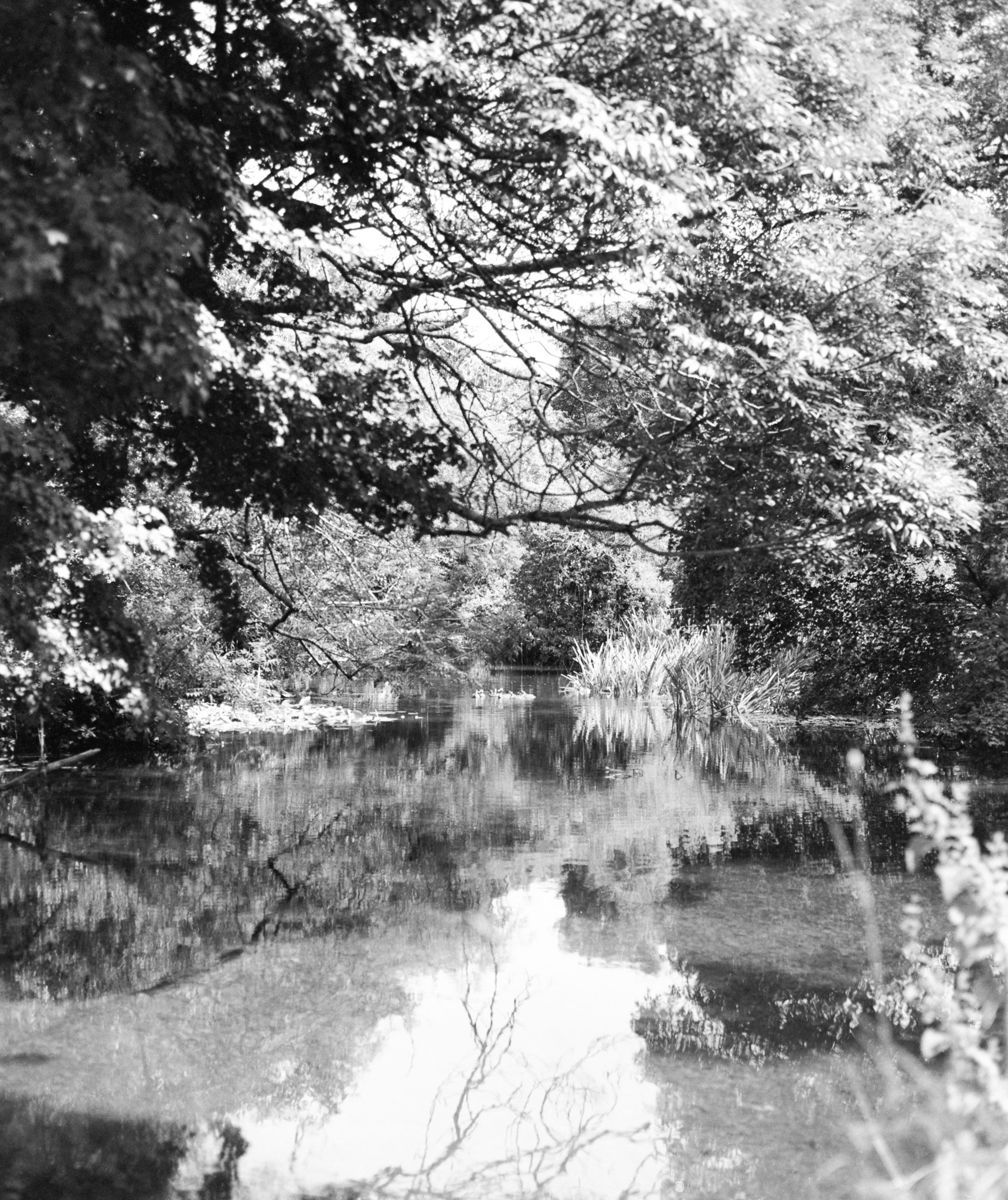 Black and white image of a small pond surrounded by overhanging tree branches, with grasses along the water's edge and reflections visible on the surface.