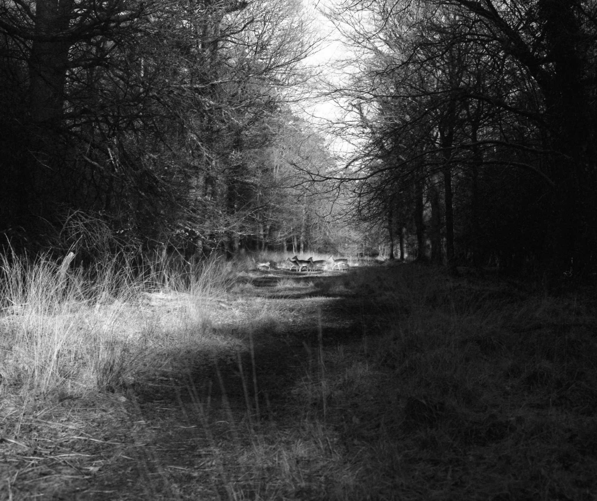 Black and white image of bare trees lining a canal or waterway with tall grass on banks and a bridge visible in the distance.