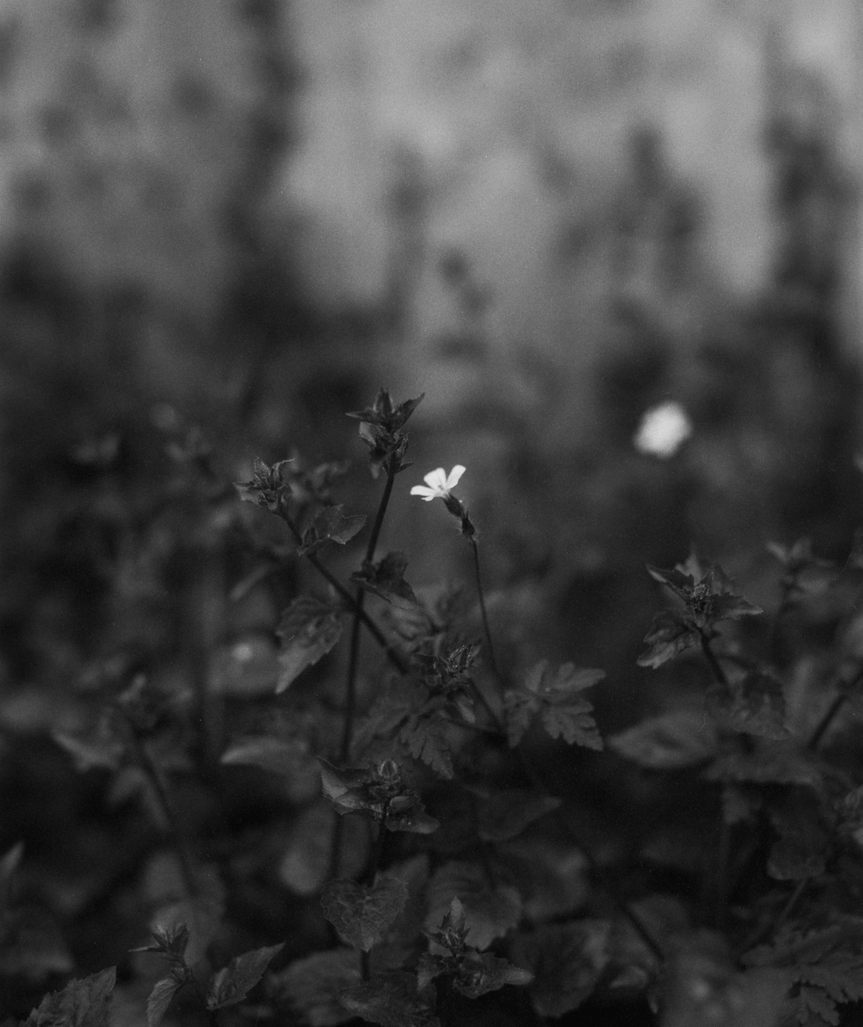 Black and white image of small flowering plant in sharp focus against heavily blurred background of trees and foliage.