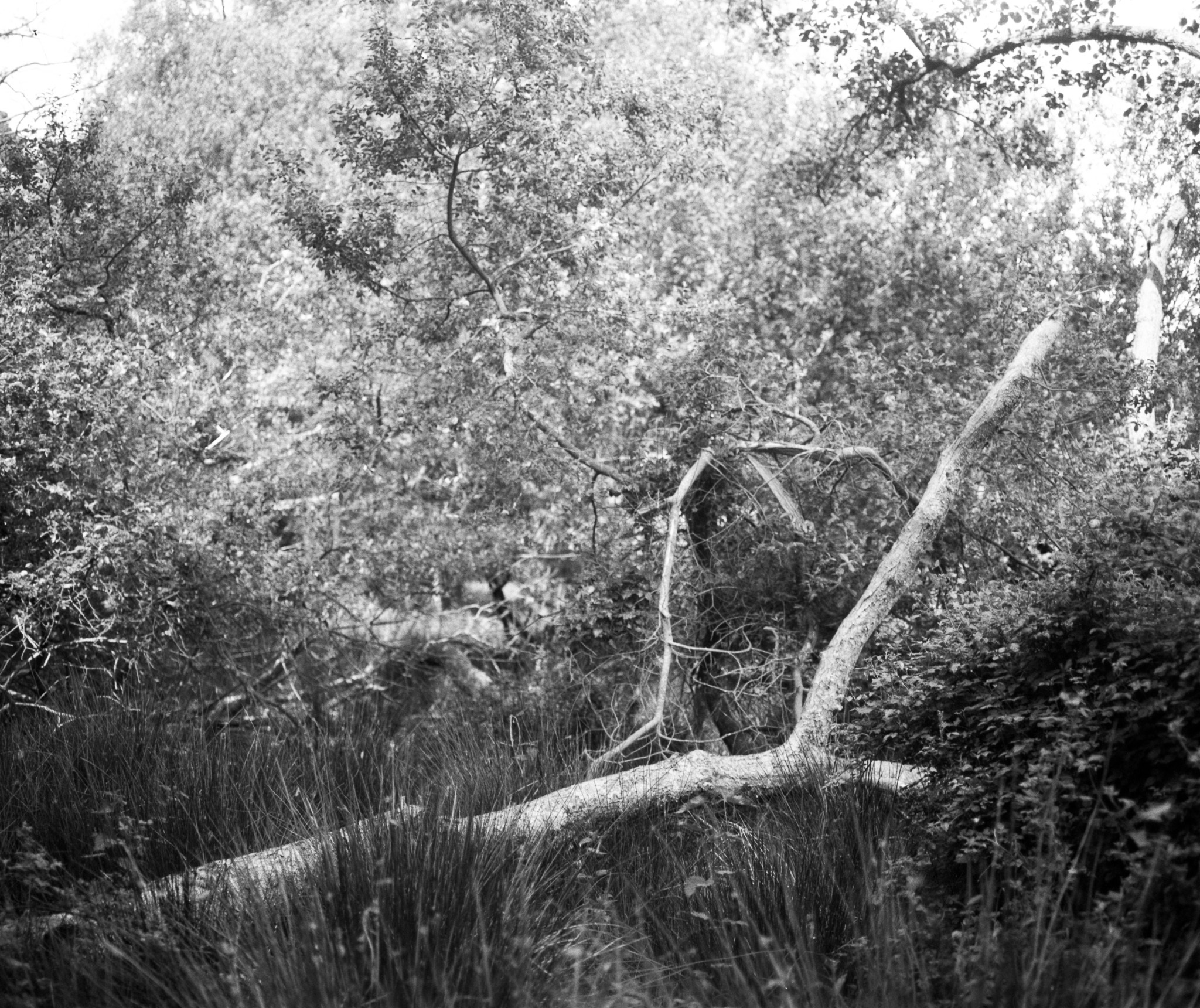 Black and white image showing fallen tree branches and logs scattered on grassy ground with dense foliage and trees in background.