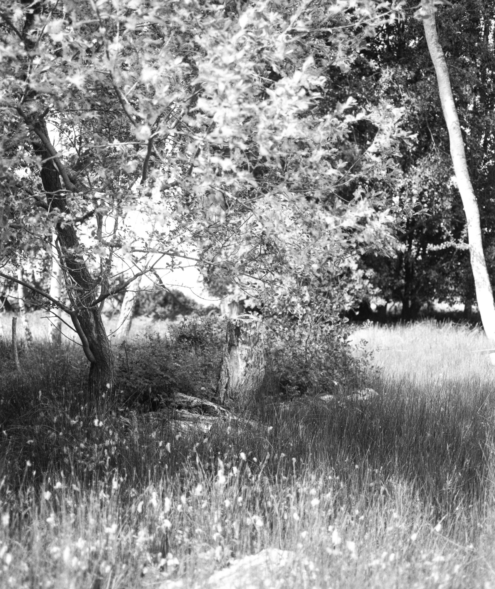 Black and white landscape showing large leafy trees with thick trunks, tall grass in foreground, rural countryside setting.