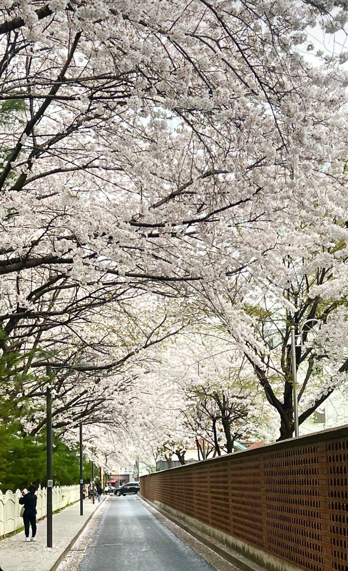 The branches of several cherry blossom trees on a narrow street in Seoul, South Korea.
