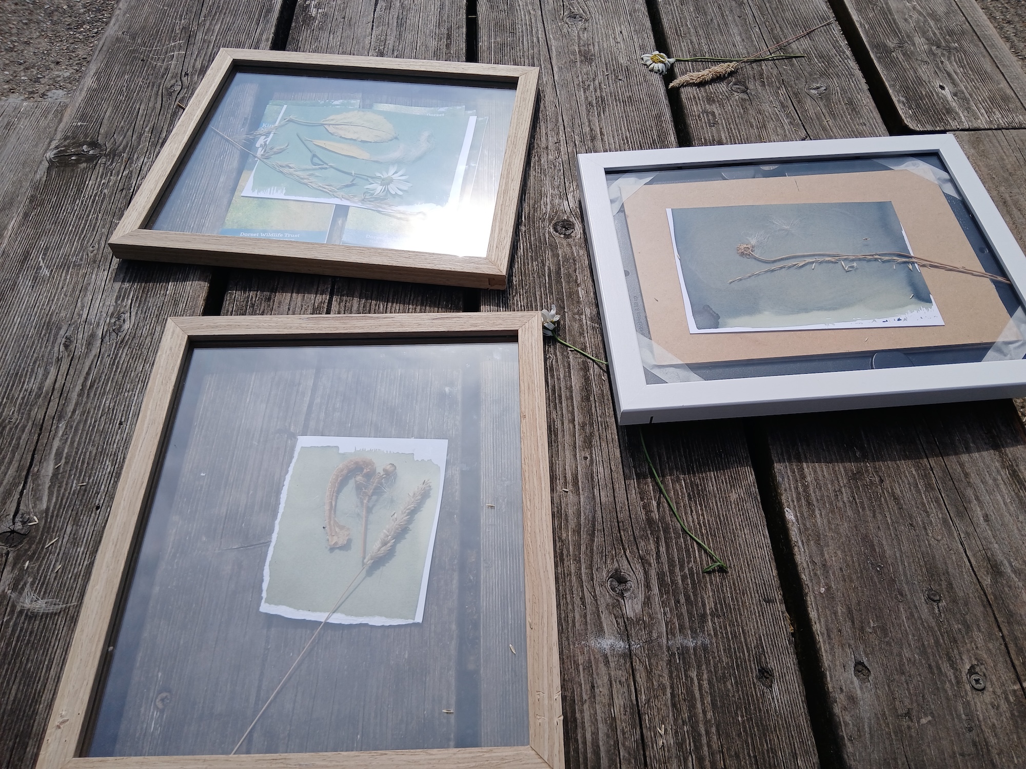 Three framed botanical prints lie on a weathered wooden surface, arranged in a loose triangle.