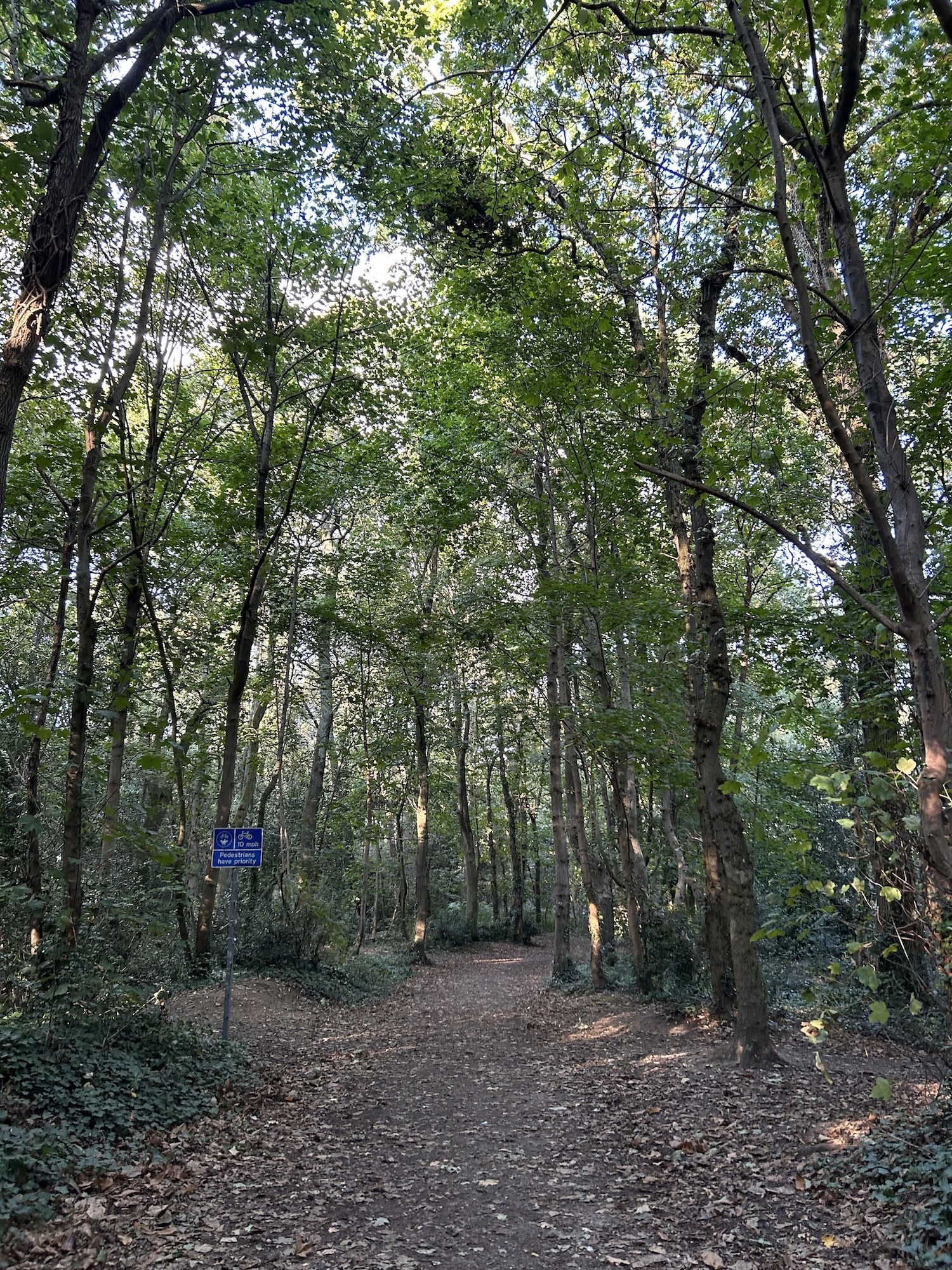 Forest path winding through tall trees with green canopy overhead, blue sign visible on left, dappled sunlight on ground.