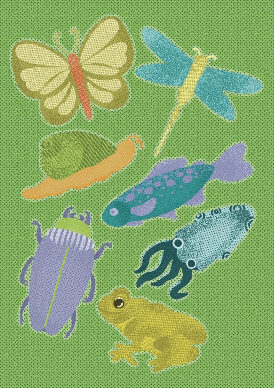 A colourful illustration of six insects and a frog on a green dotted background, including butterflies, a dragonfly, a caterpillar, a beetle and a frog.