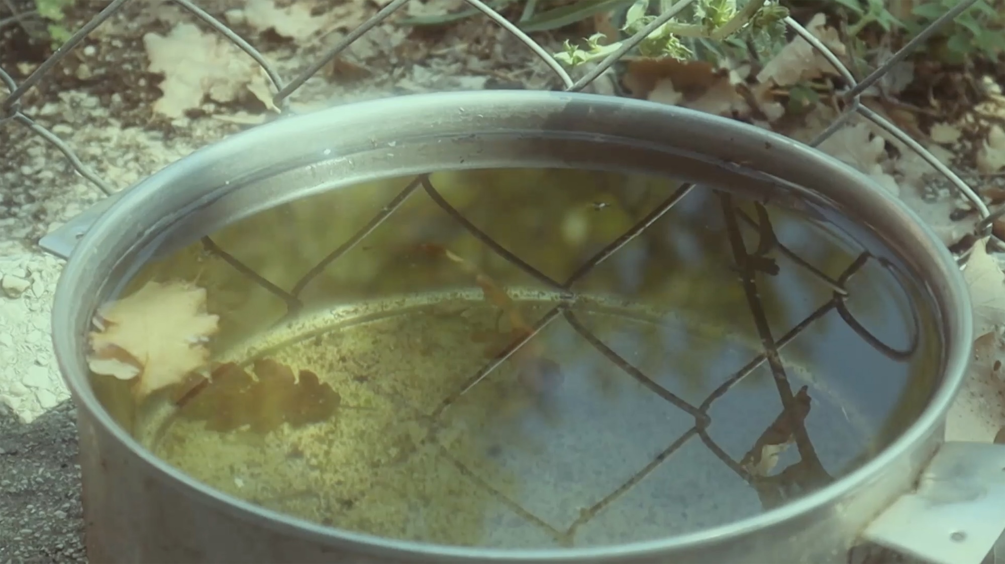 Close-up film still of a pan filled with rain water and leaves in it. The wire of a mesh fence is reflected in the water.
