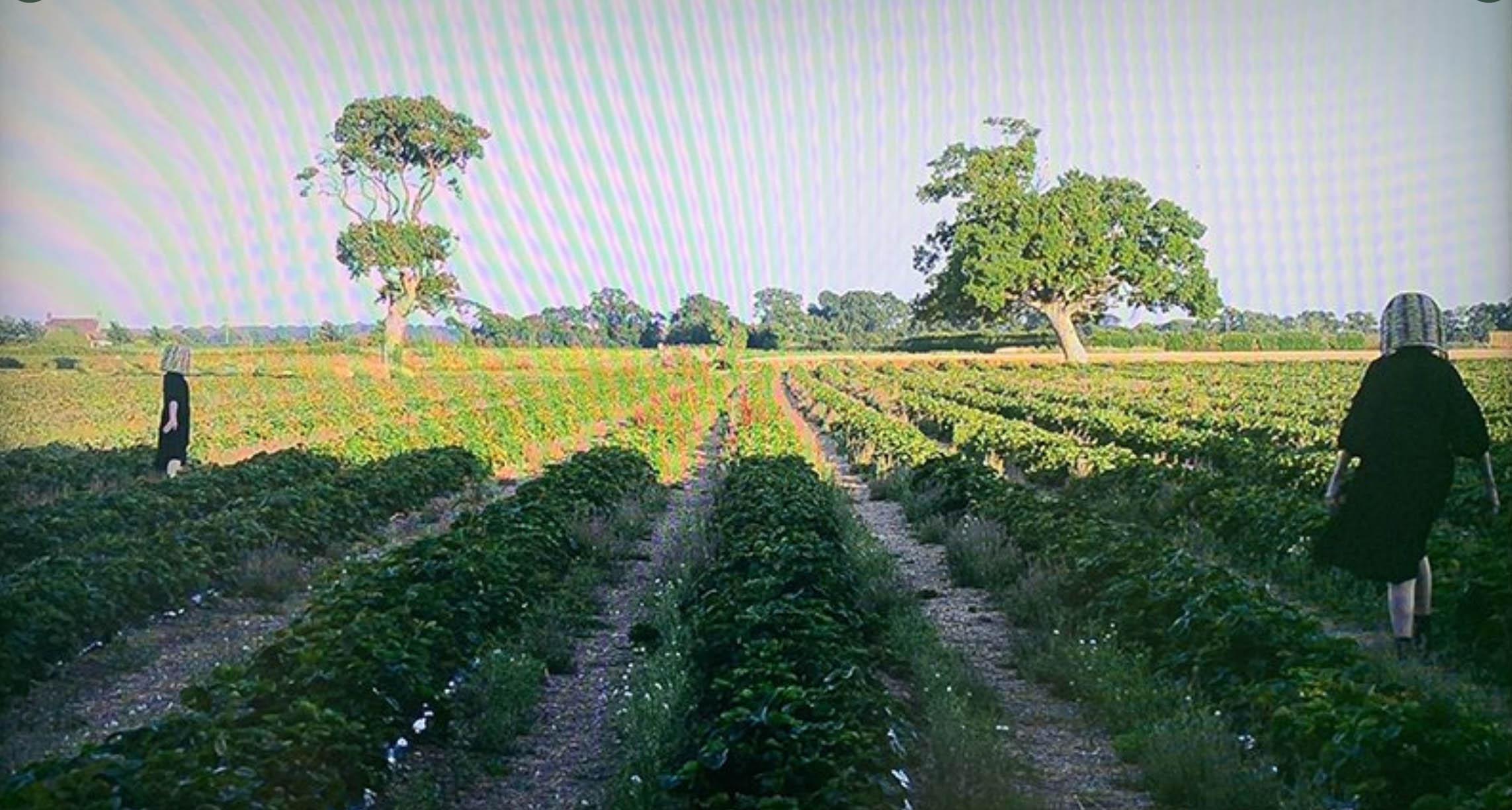 Screenshot of a moving image piece – two figures walking far apart in field