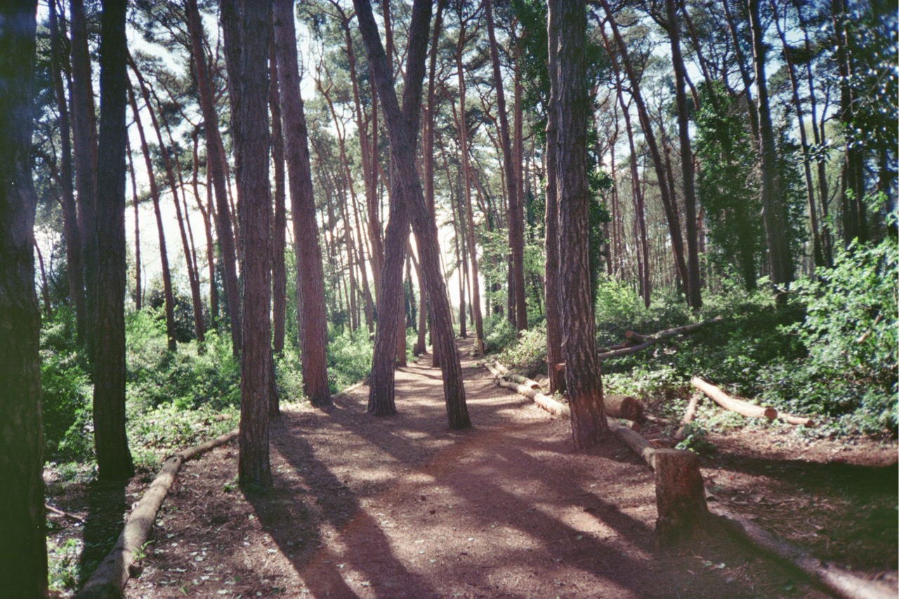 A dirt path winding through a forest of tall pine trees, with sunlight filtering through the branches. Shadows are cast on the ground, and green foliage is visible on both sides of the path.