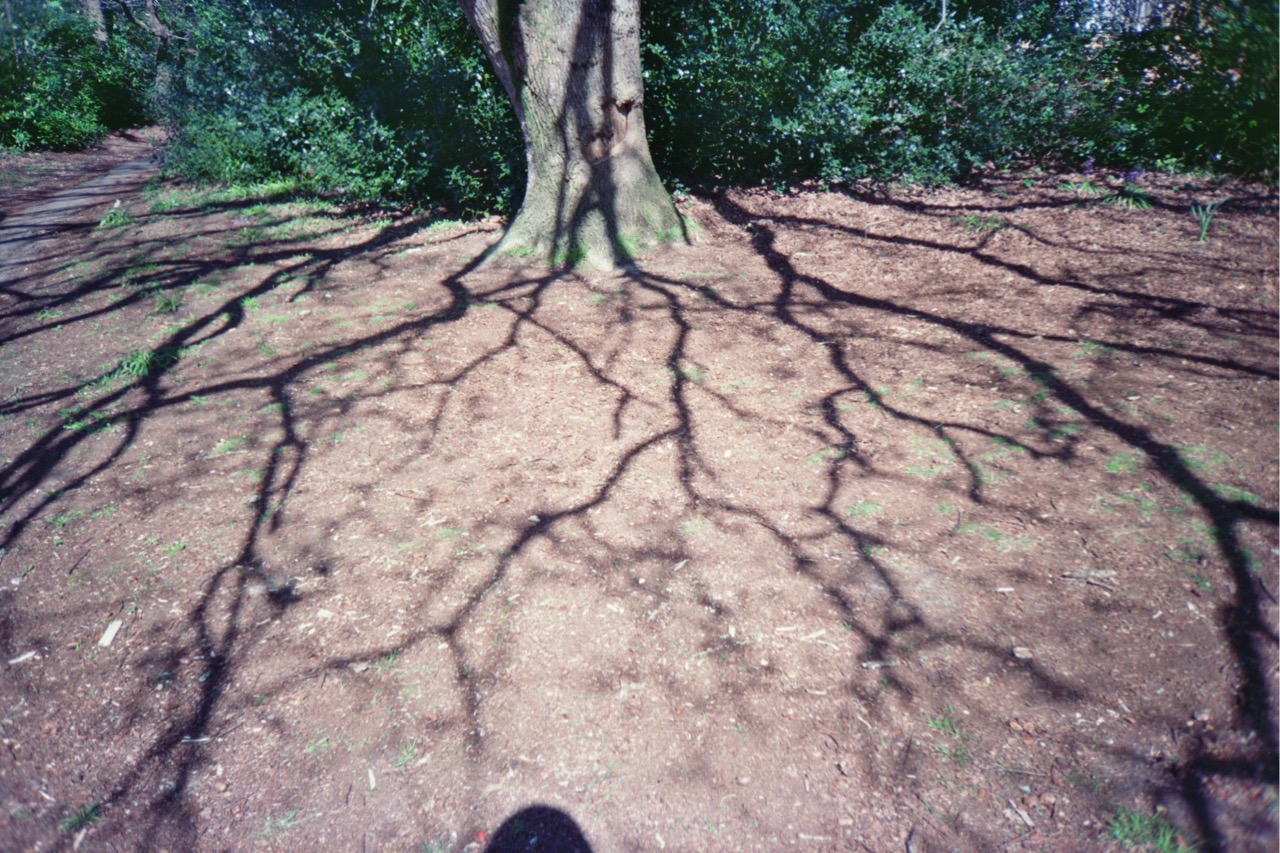 The ground beneath a large tree shows intricate shadows cast by its branches. The surrounding area features patches of grass and shrubs, creating a natural setting.
