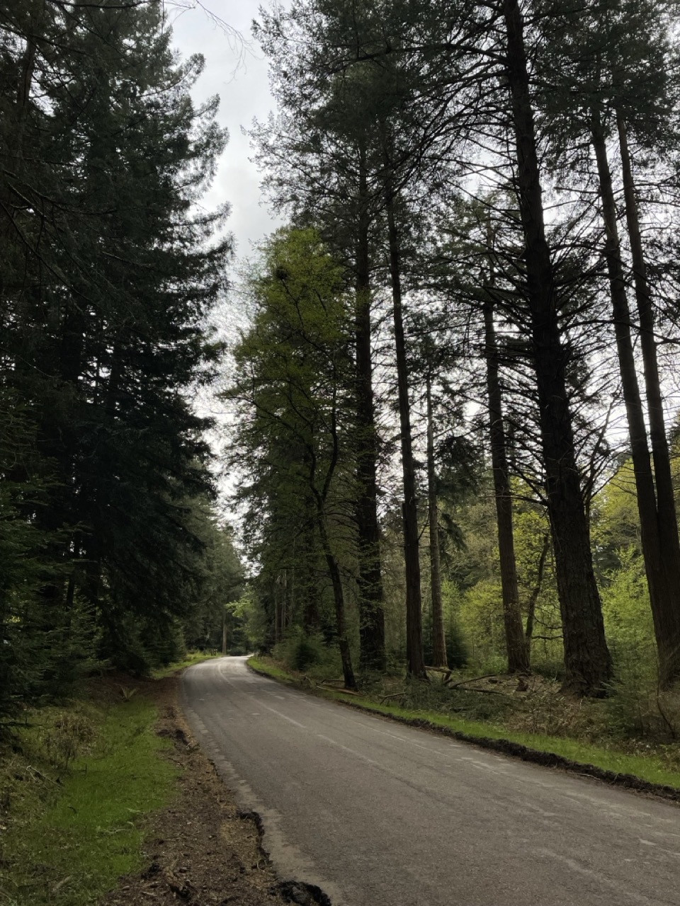 Road running through a forest with tall trees.