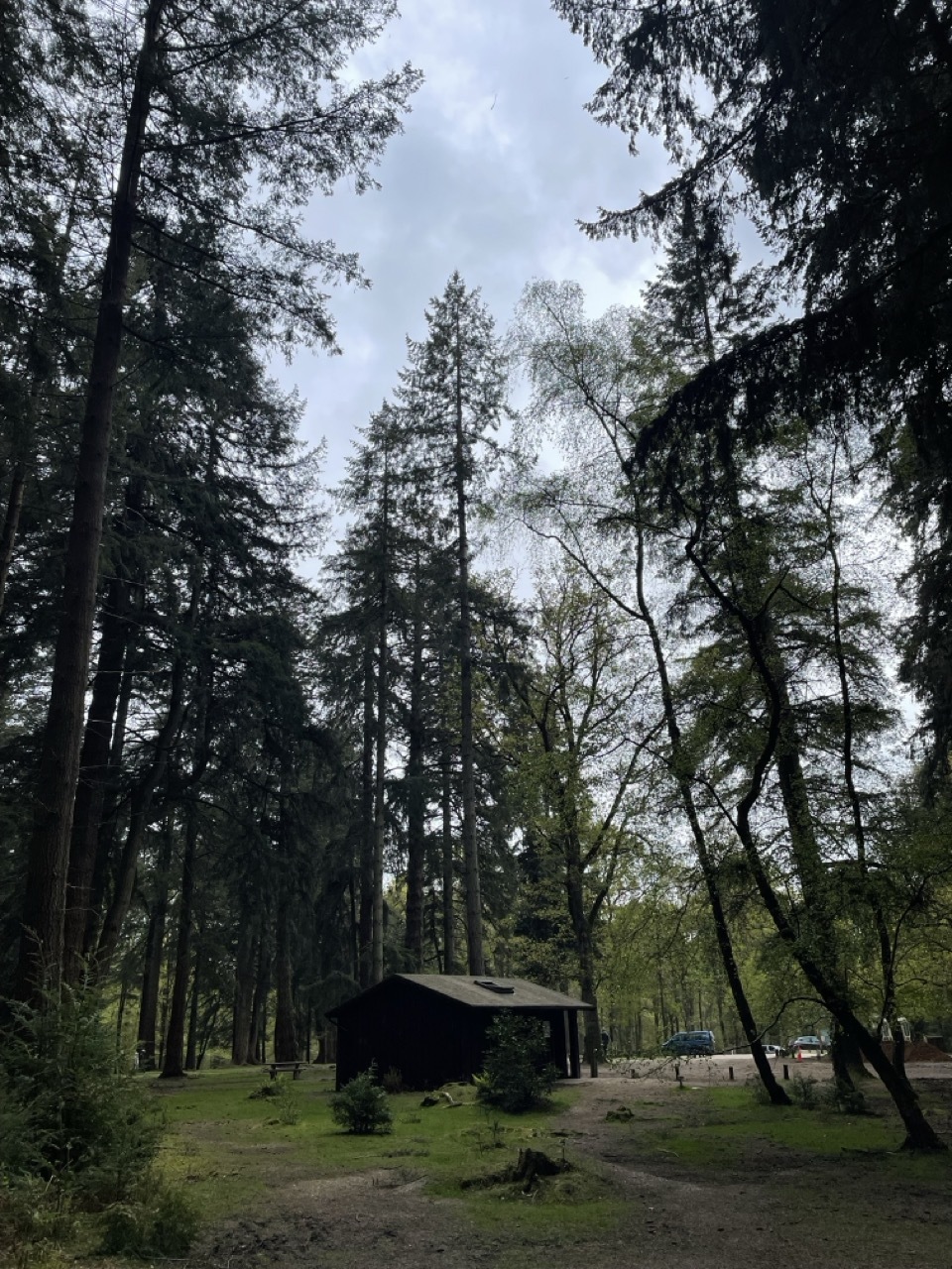 Wood cabin in a forest with tall trees.