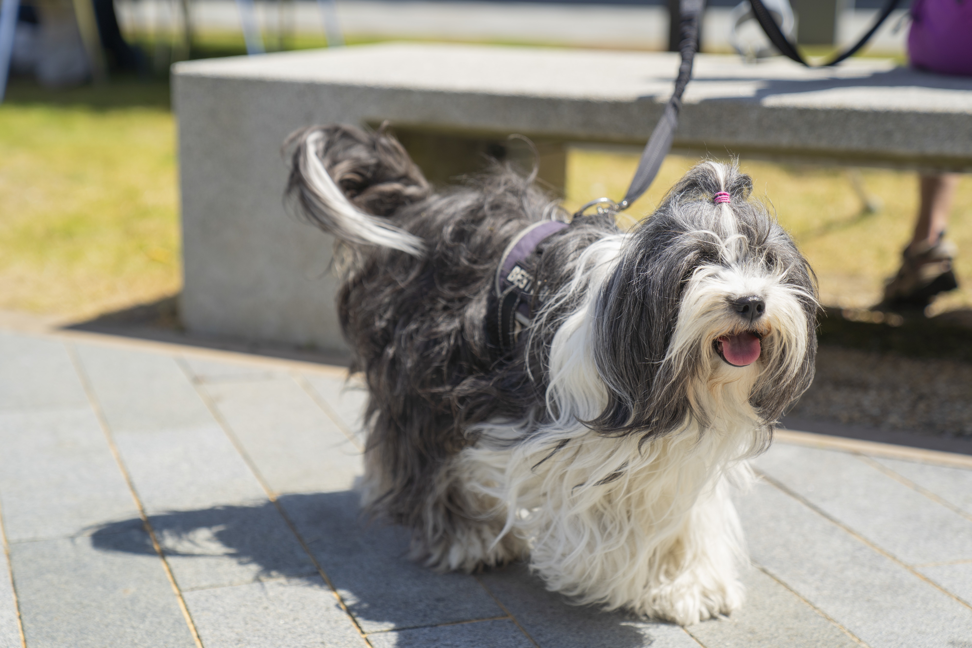 A fluffy dog with long white and grey hair at Open Day.