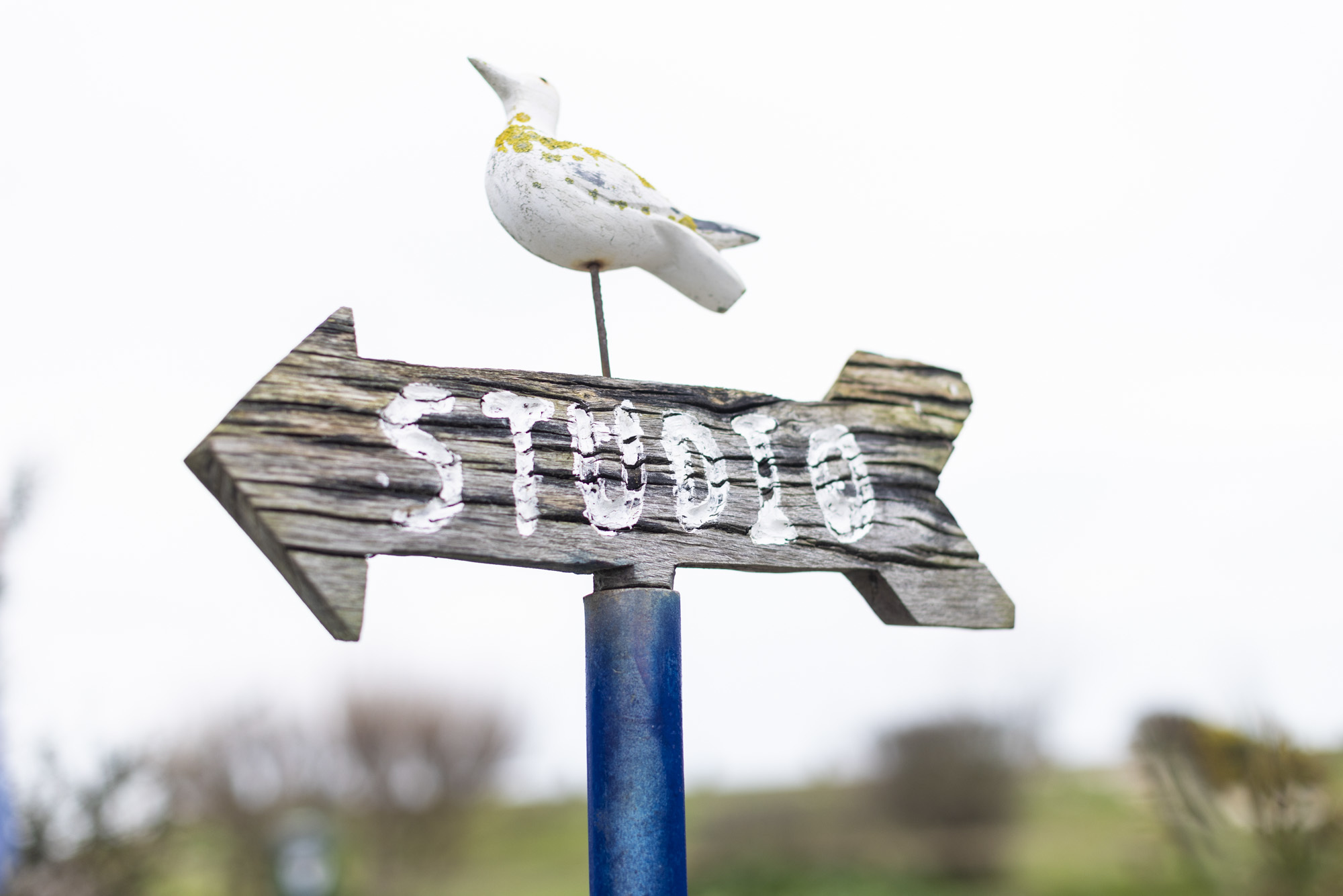 Quirky sign with a model seagull on top, white text that reads 'studio'.
