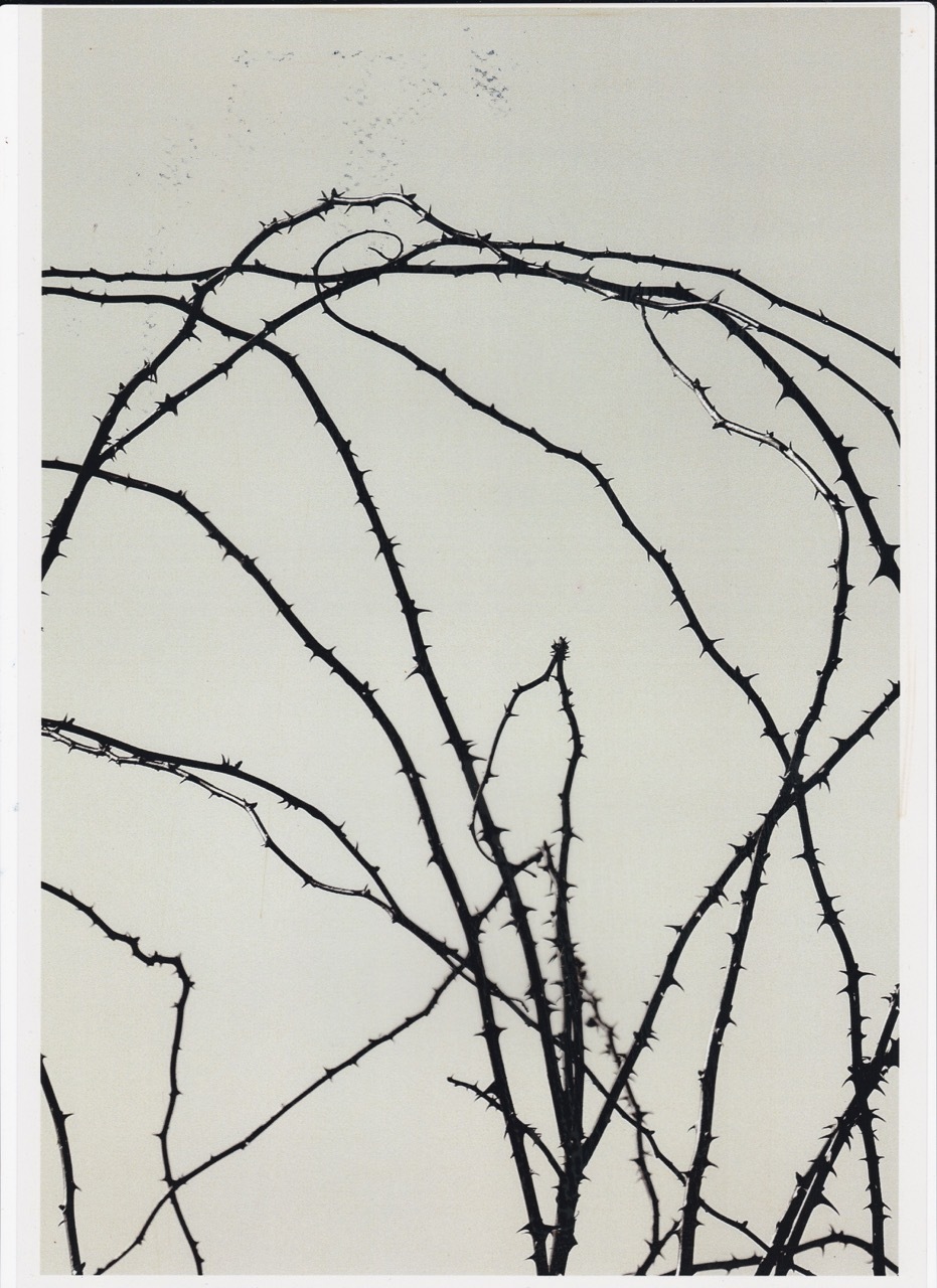 Black thorny branches creating intersecting curved and angular lines against pale grey background with white border.
