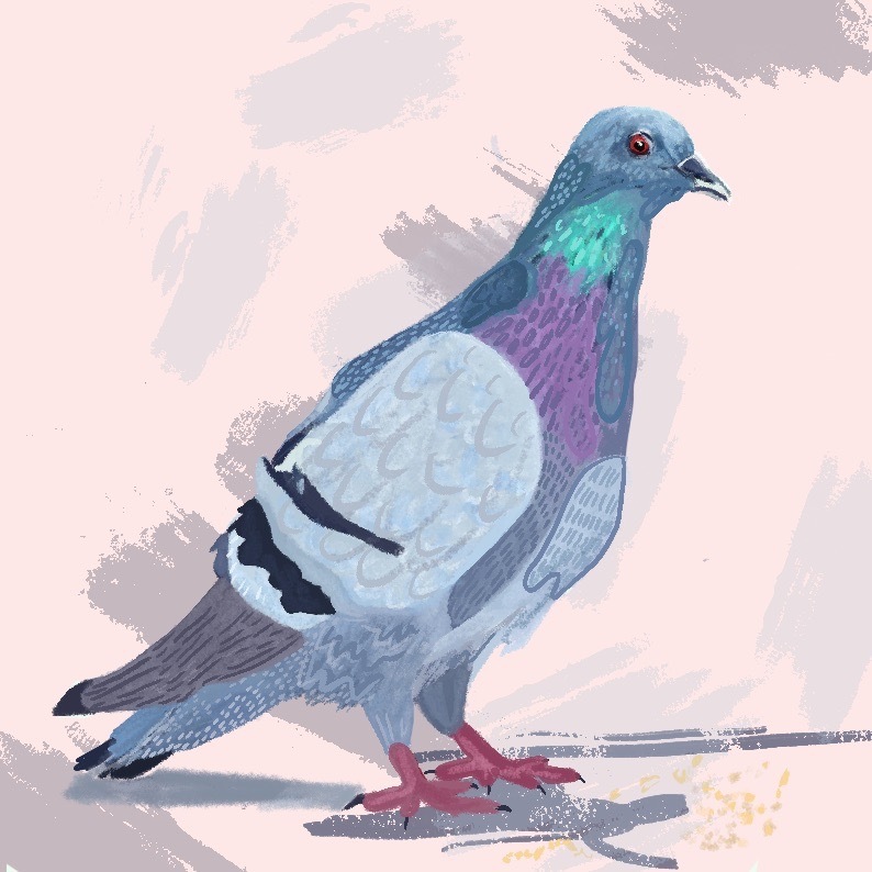 Illustration of a pigeon, white background.