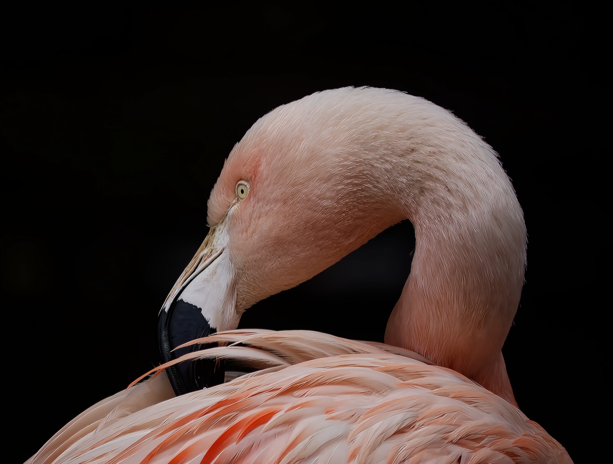 Close-up of one side of a flamingo's head and the top of one of its wings.