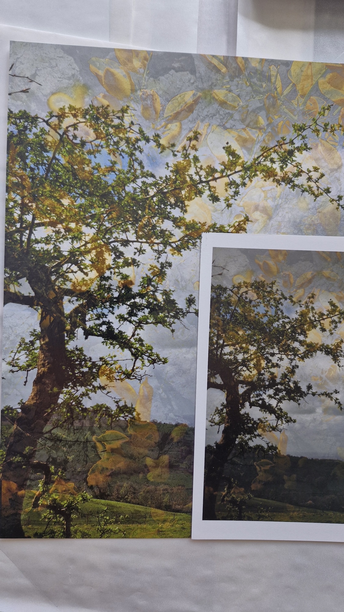 A large printed photograph of a tree with yellow leaves against a cloudy sky, with a smaller framed print overlapping it on the right.