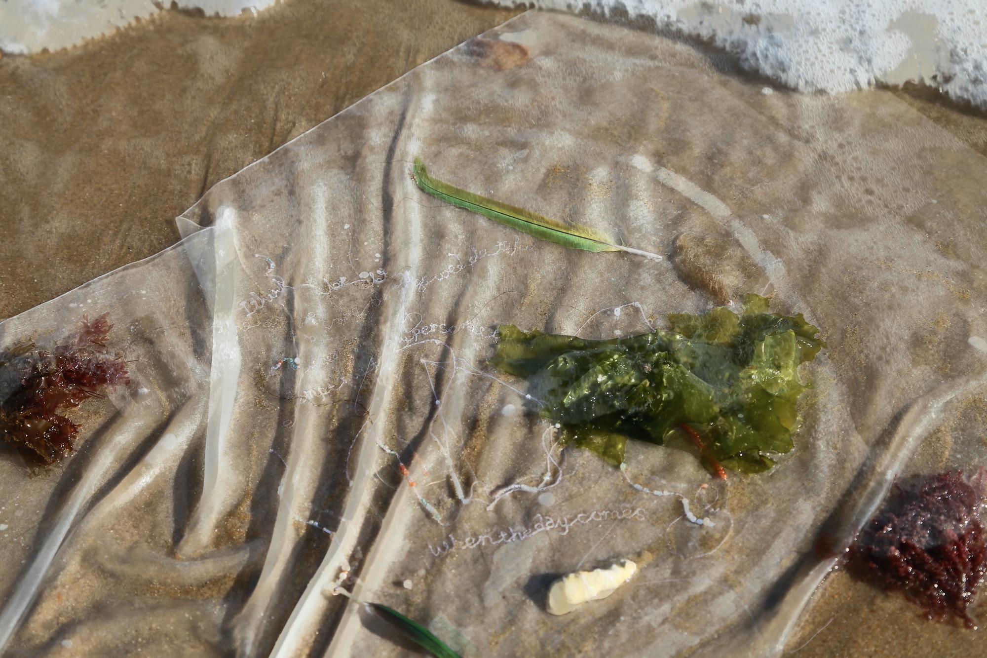 A clear plastic sheet covers wet sand, with green seaweed and small debris trapped beneath it.