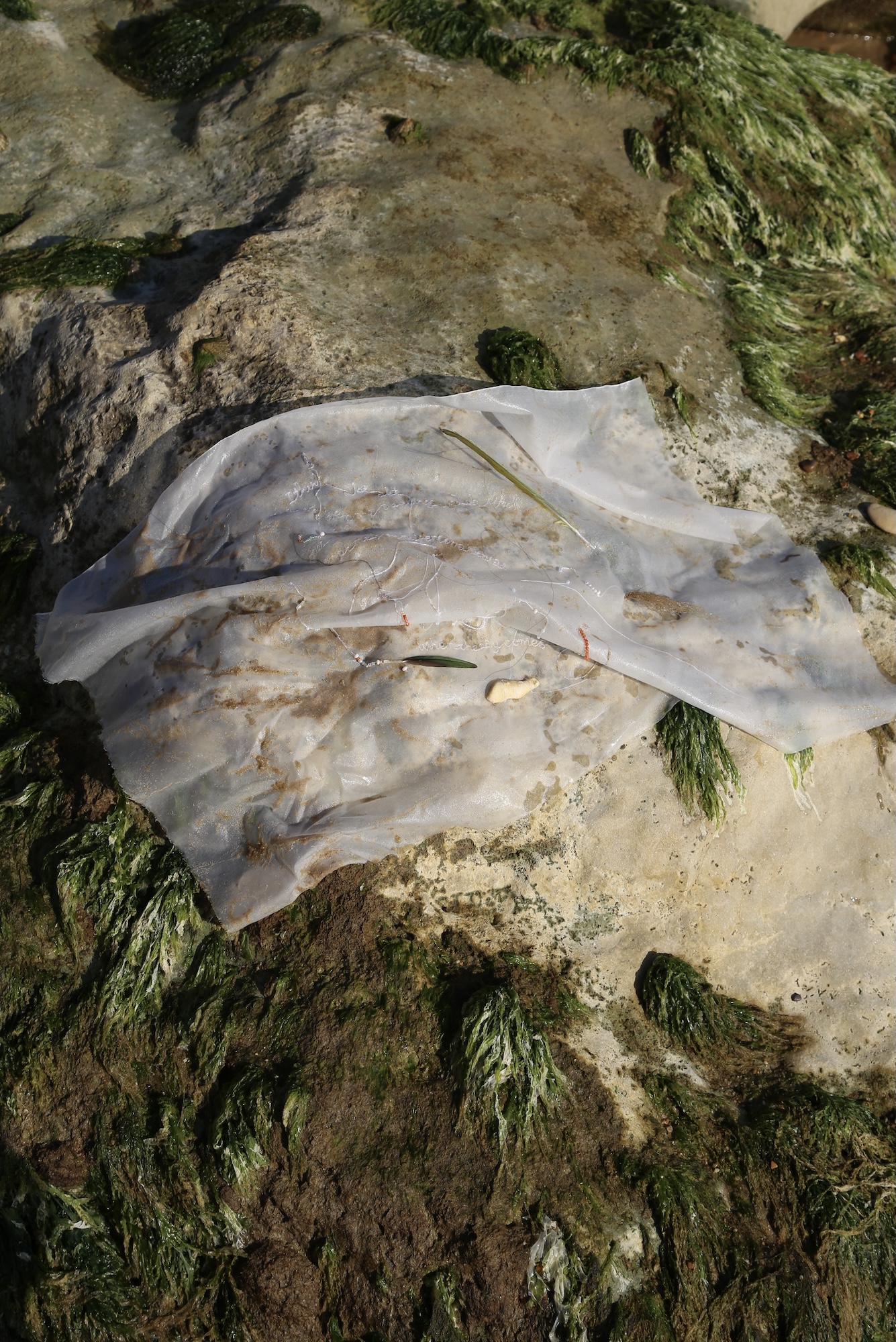 A translucent white cloth lies on a rock among green seaweed and wet stone.