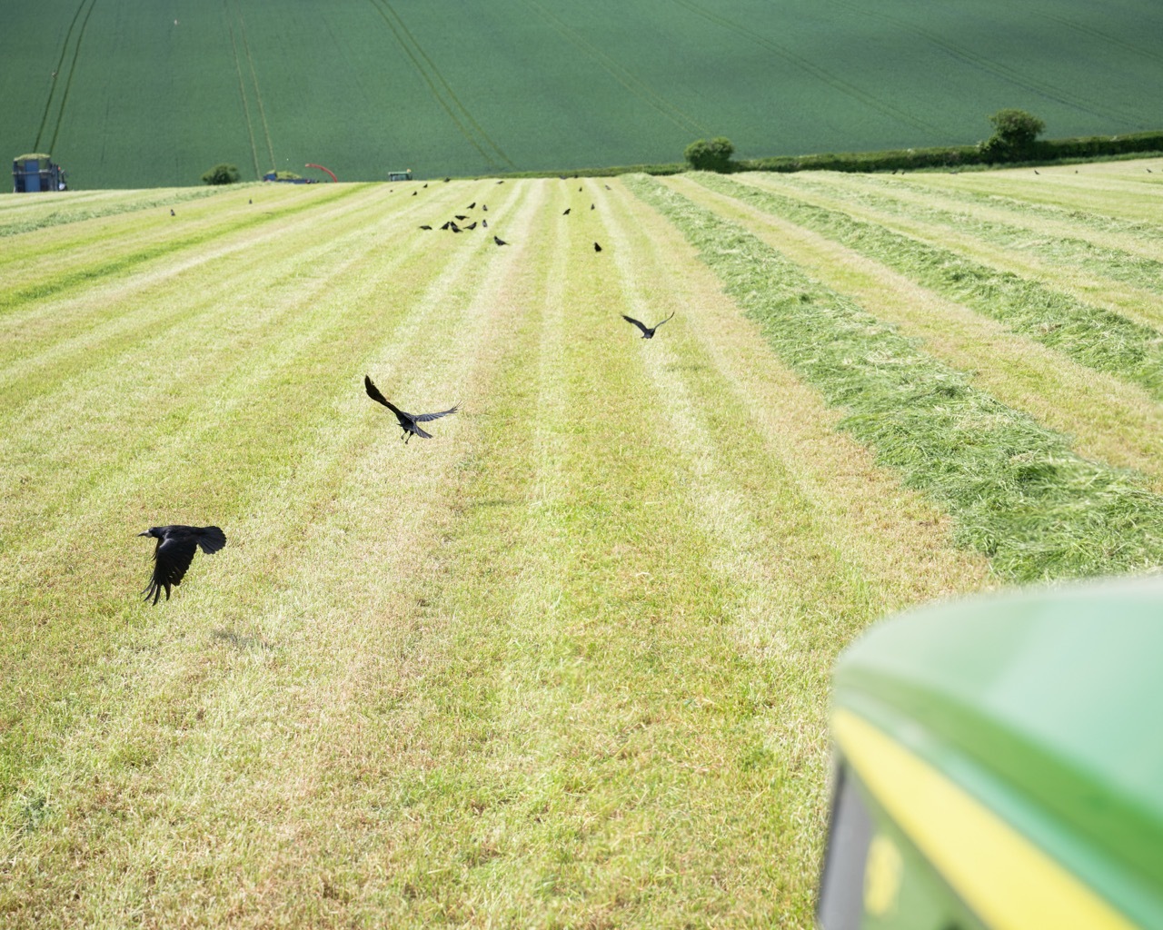 Black birds flying over freshly cut wheat field with golden stubble rows, green sky overhead, farm machinery visible in foreground.