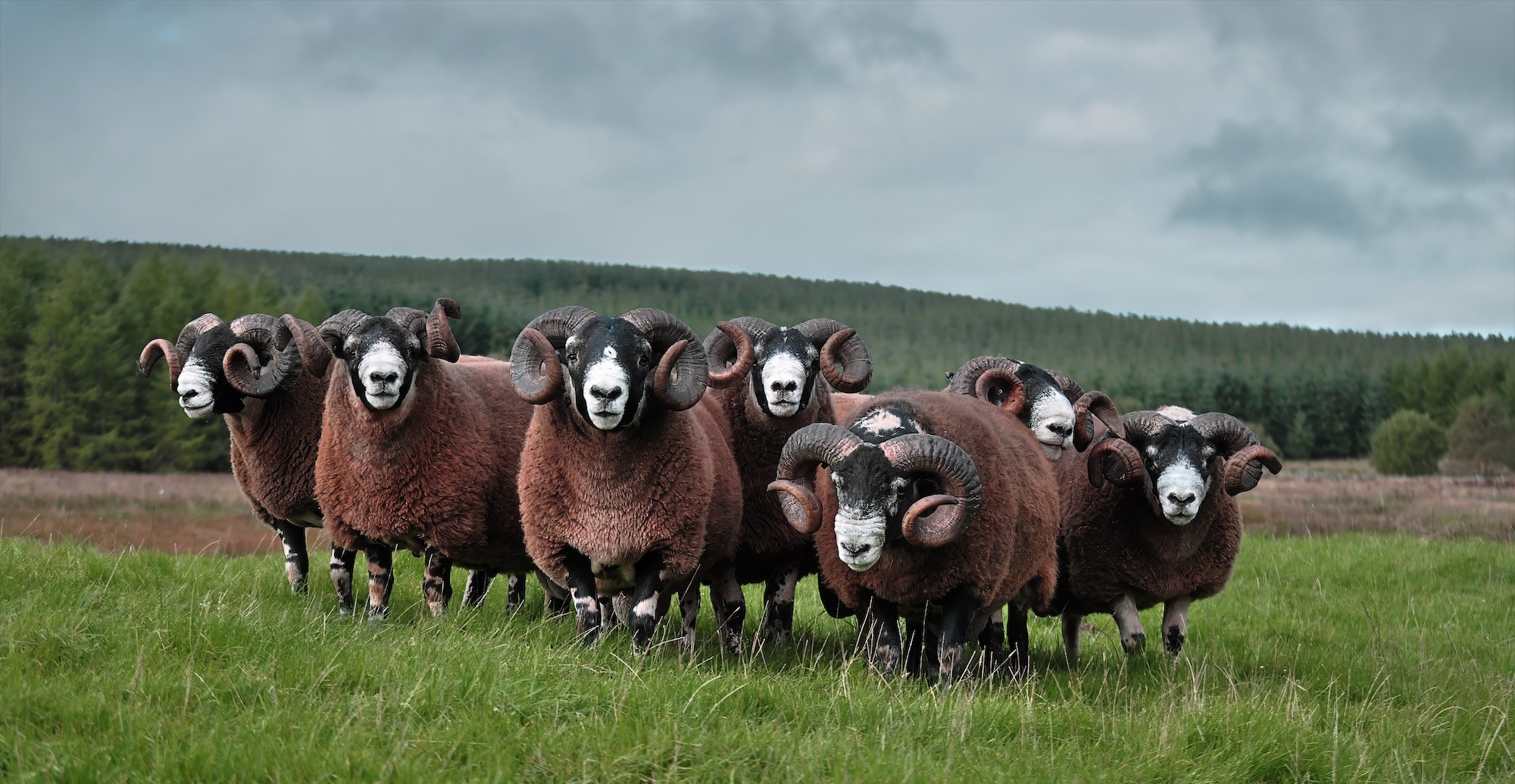 A group of seven brown rams standing in a green field.