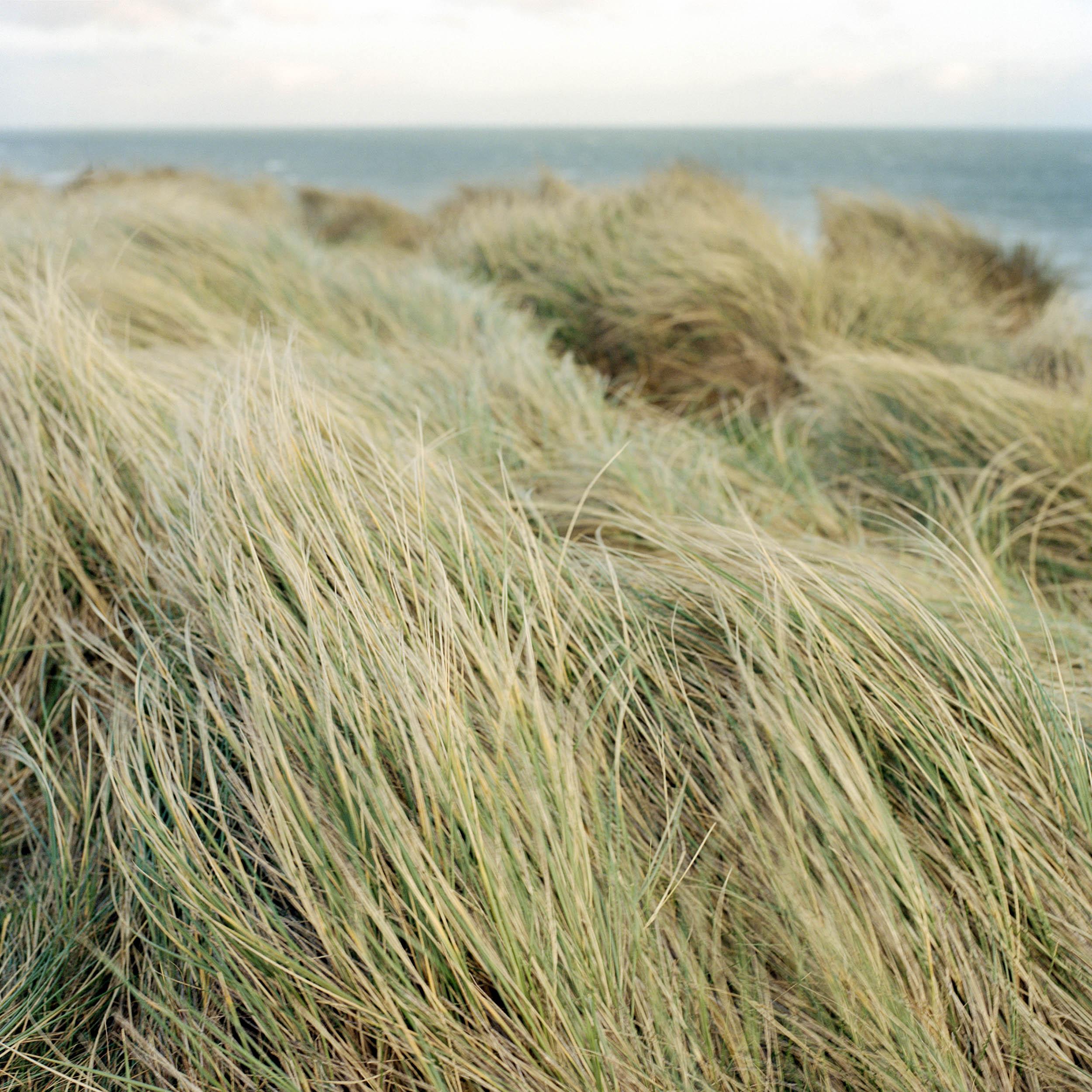Grassy reeds by the seaside