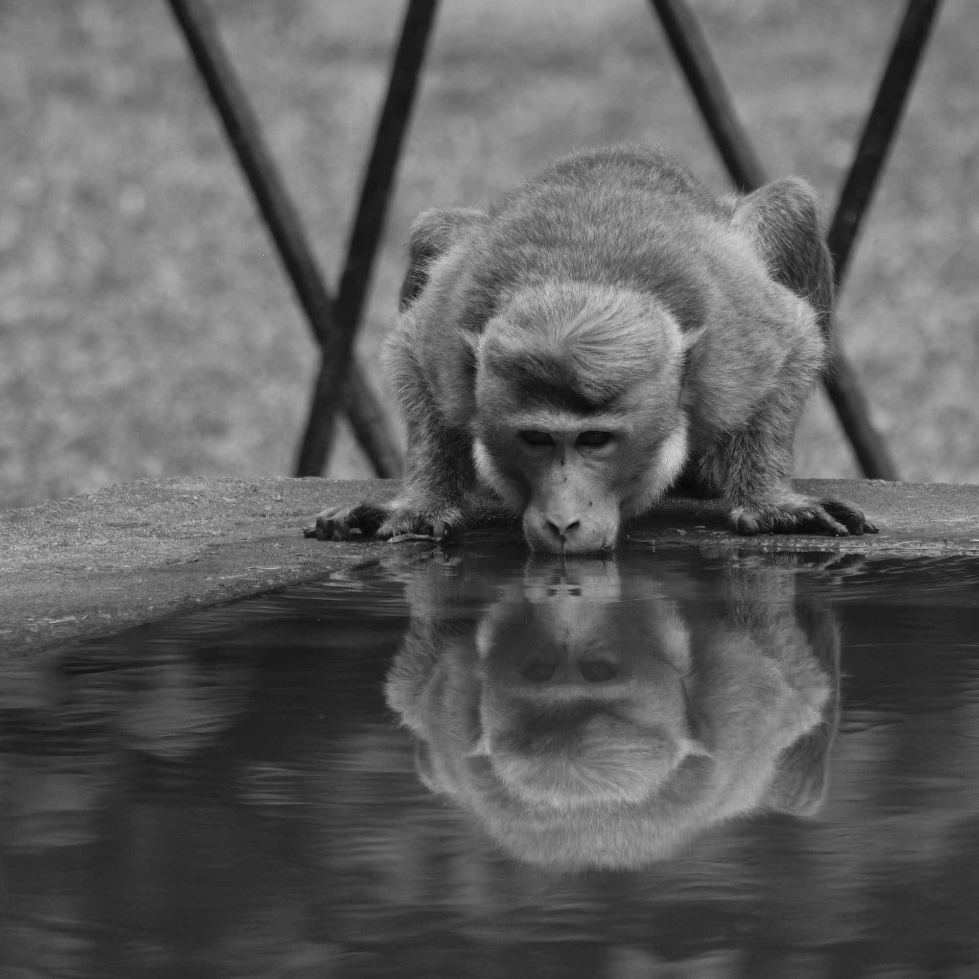 A monkey leans over the edge of a pool and looks at its reflection in the water, with blurred railings in the background.