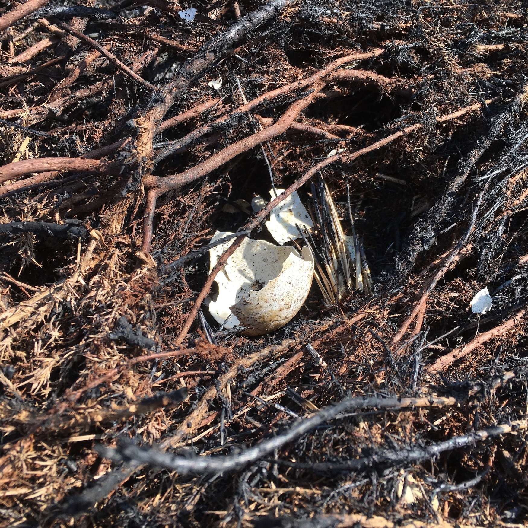 Close-up of pieces of a broken bird's egg in amongst roots and soil.
