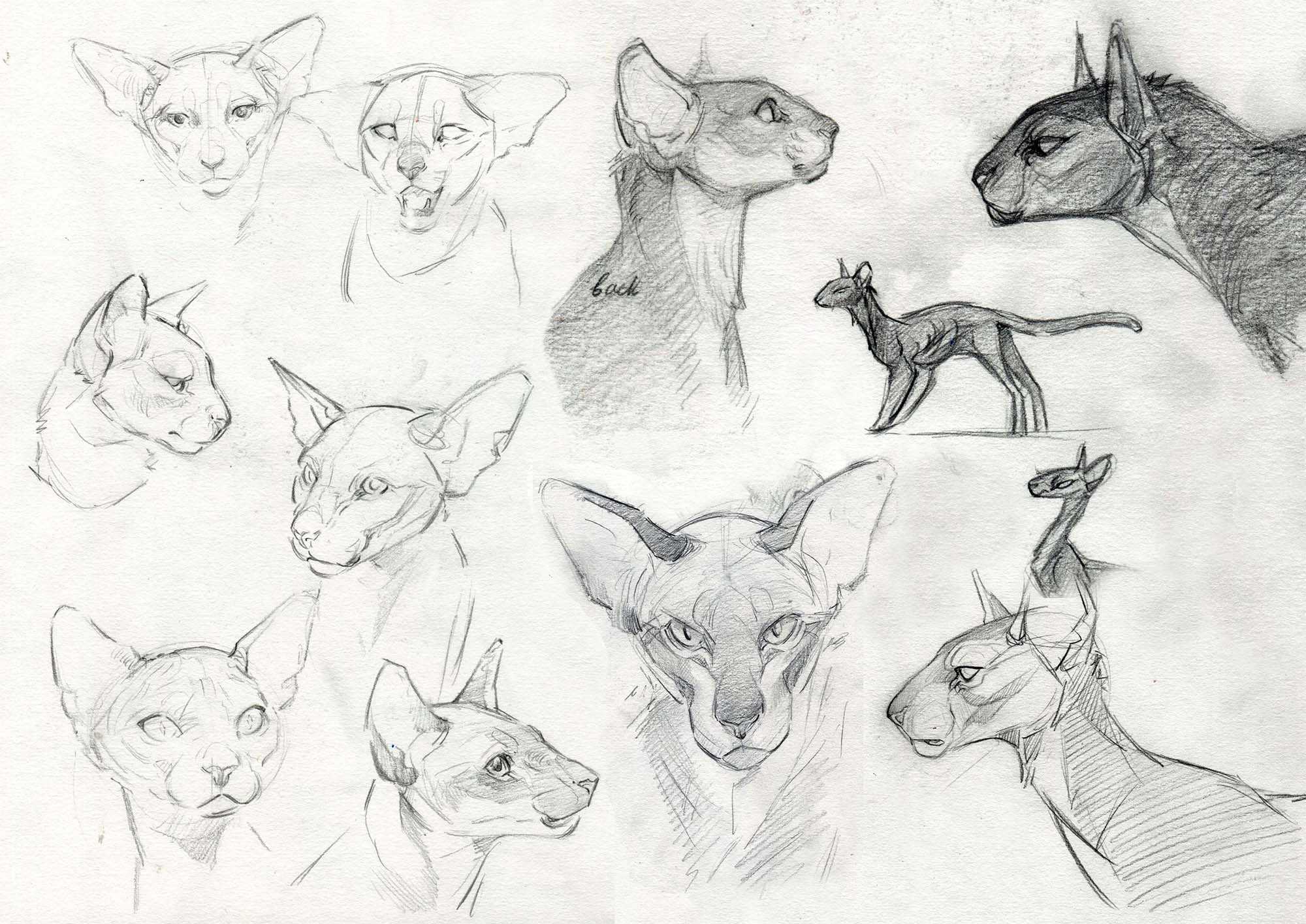 sketches of cat