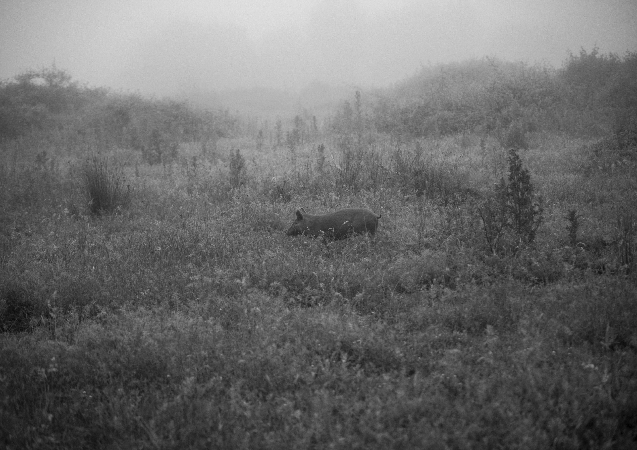 A small pig roams a wide field space