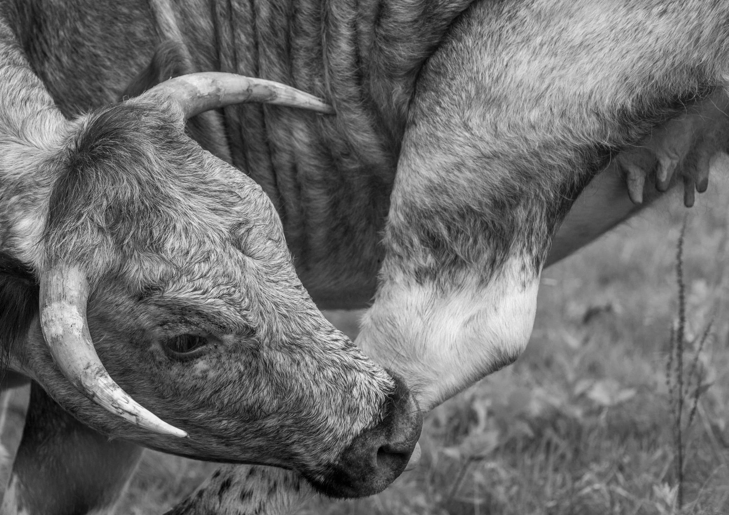 Photography of a young cow in shallow focus, shot in black and white.