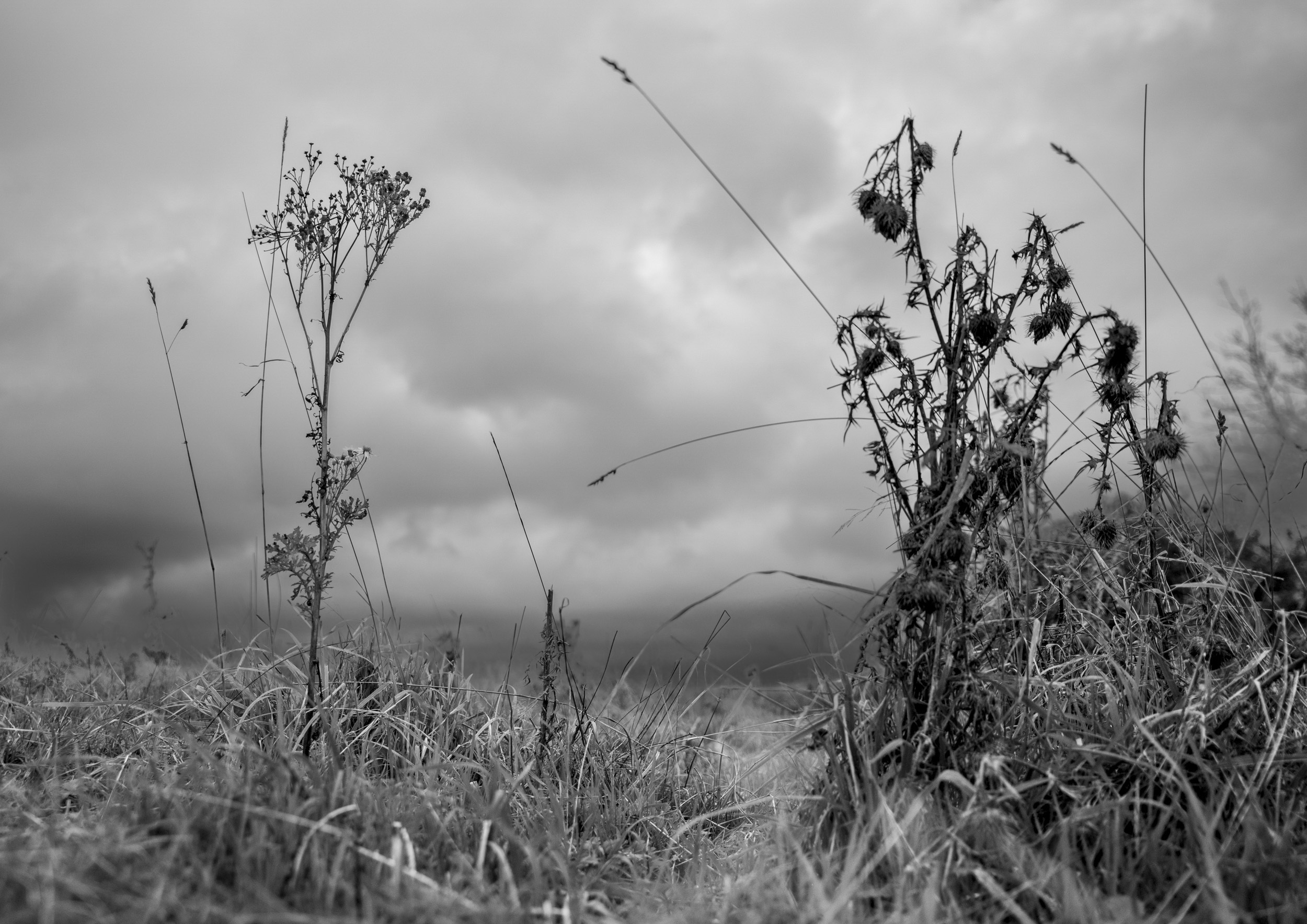 Sprigs of wheat and wild foliage in a field