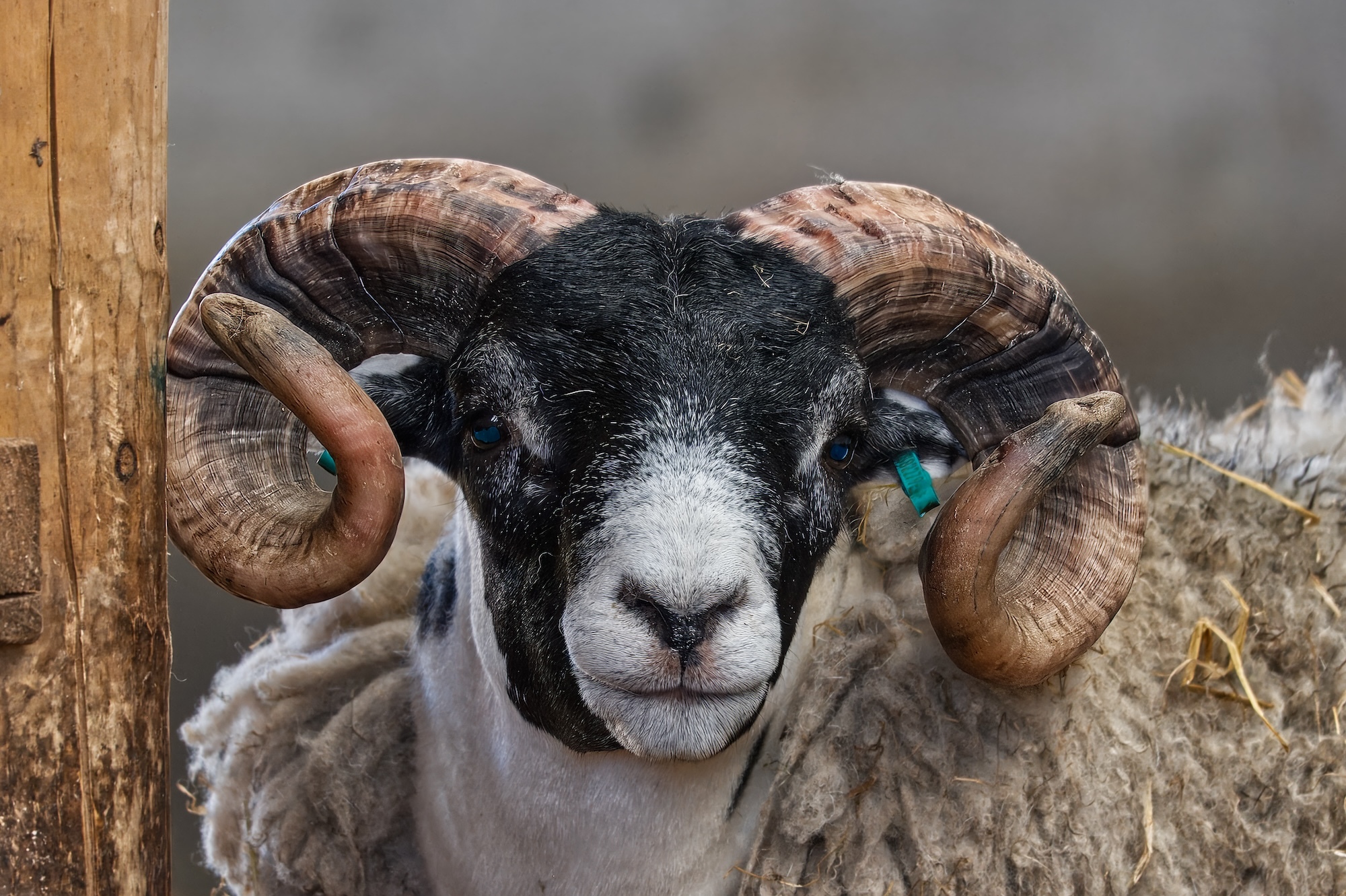 Close-up of a ram looking towards the camera.