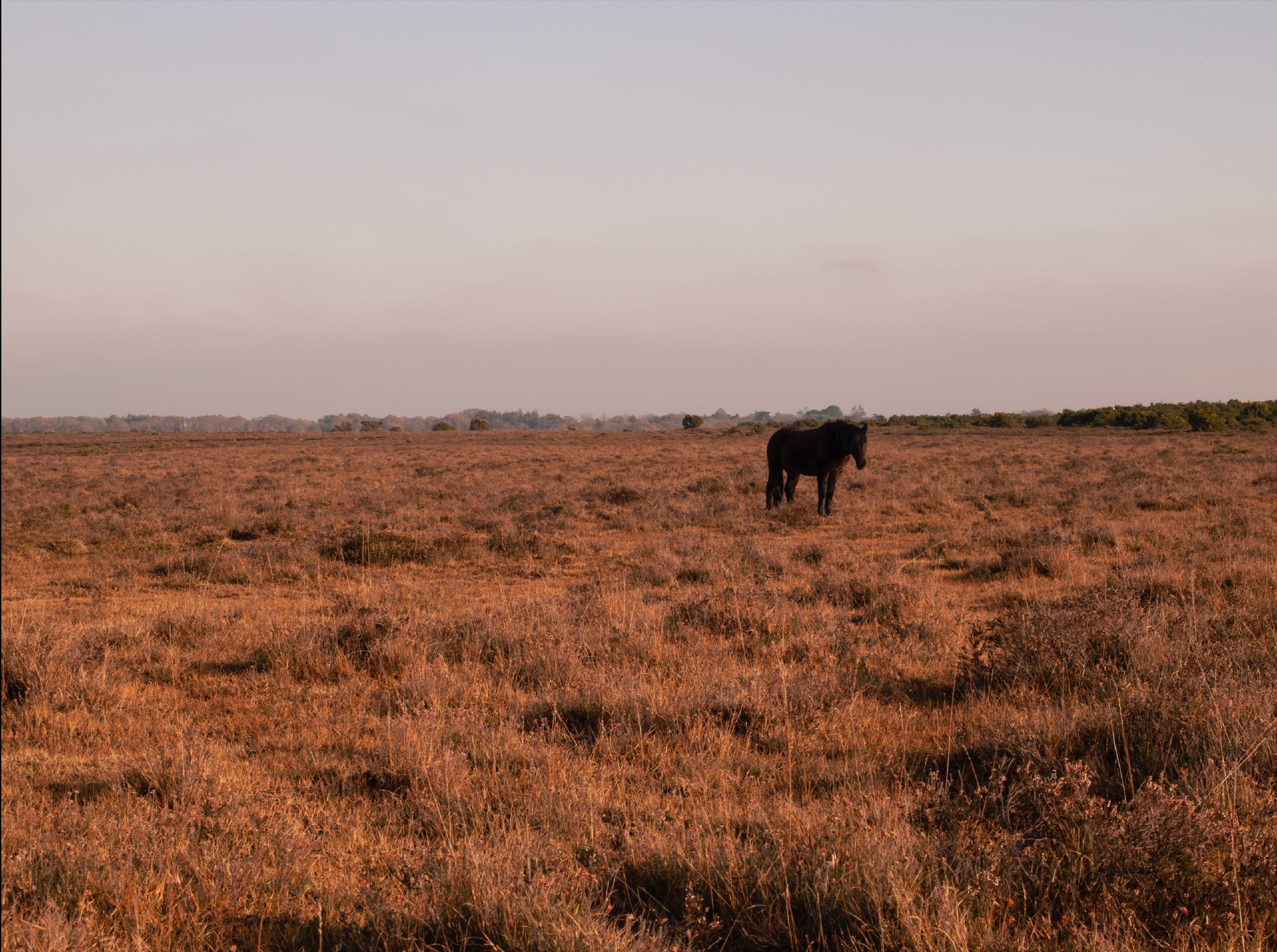 New forest image