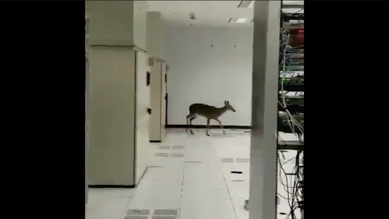 A deer in a white server room, low quality image screenshot.
