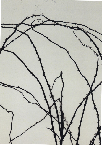 Black and white shot of bramble stems against a white background.