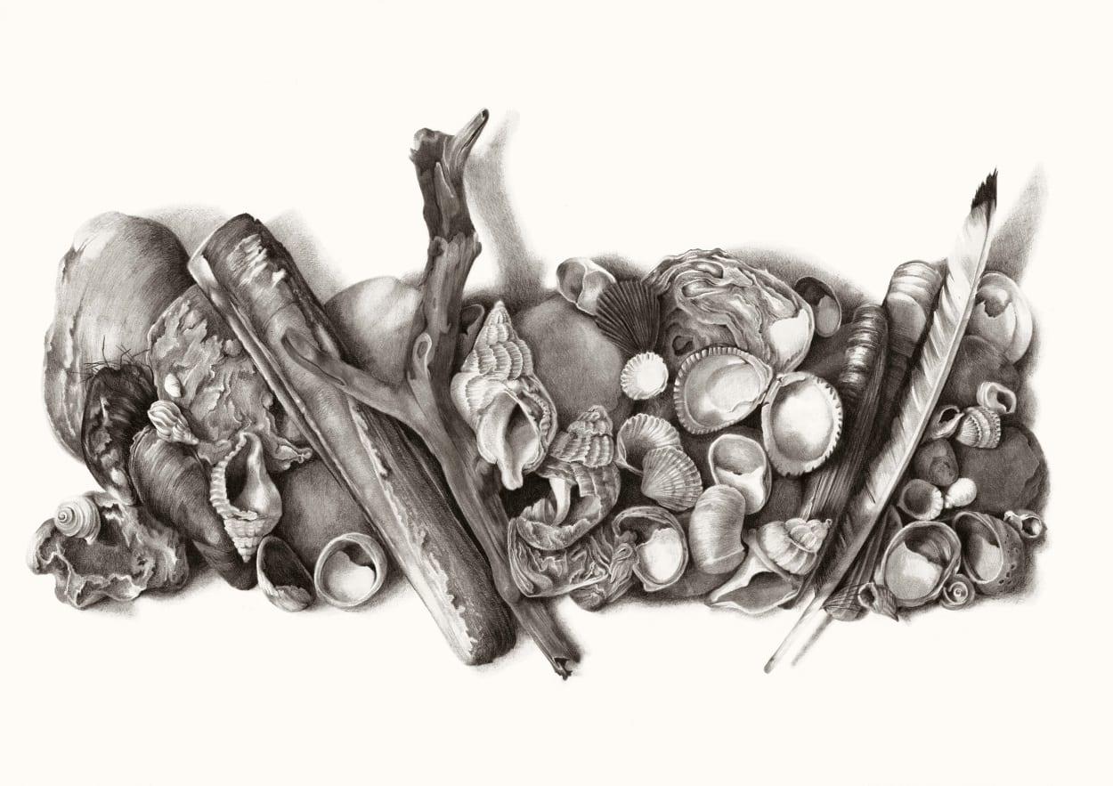 Sea Shells