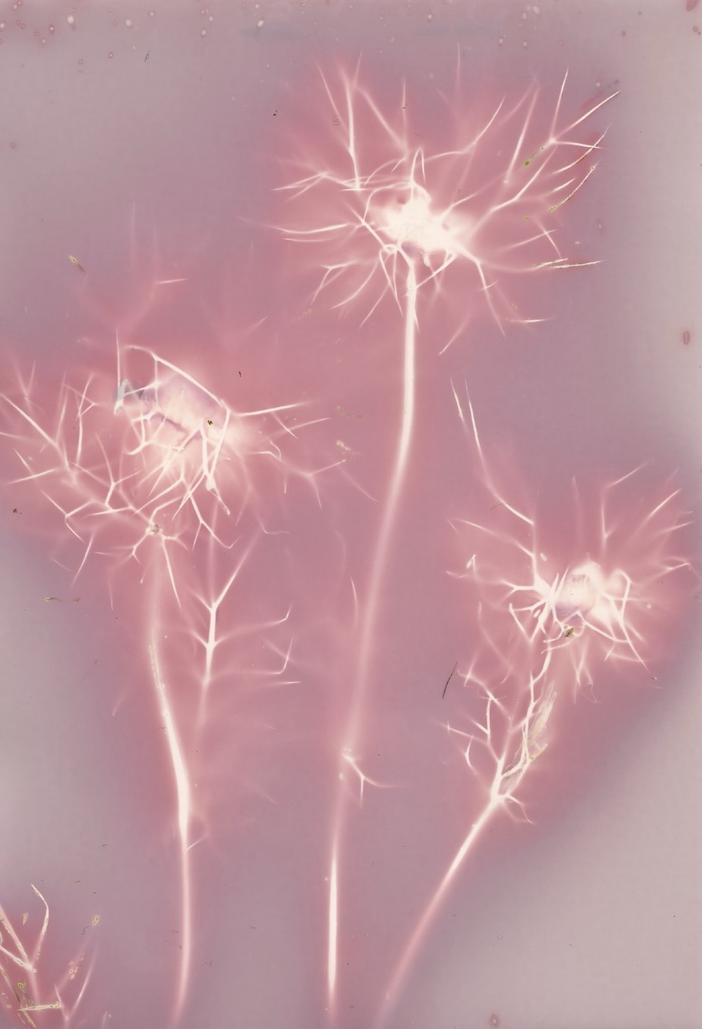 Three delicate, wispy plants with fine, spindly branches and tiny flowers are captured against a soft, pale pink background, creating a gentle, ethereal appearance.