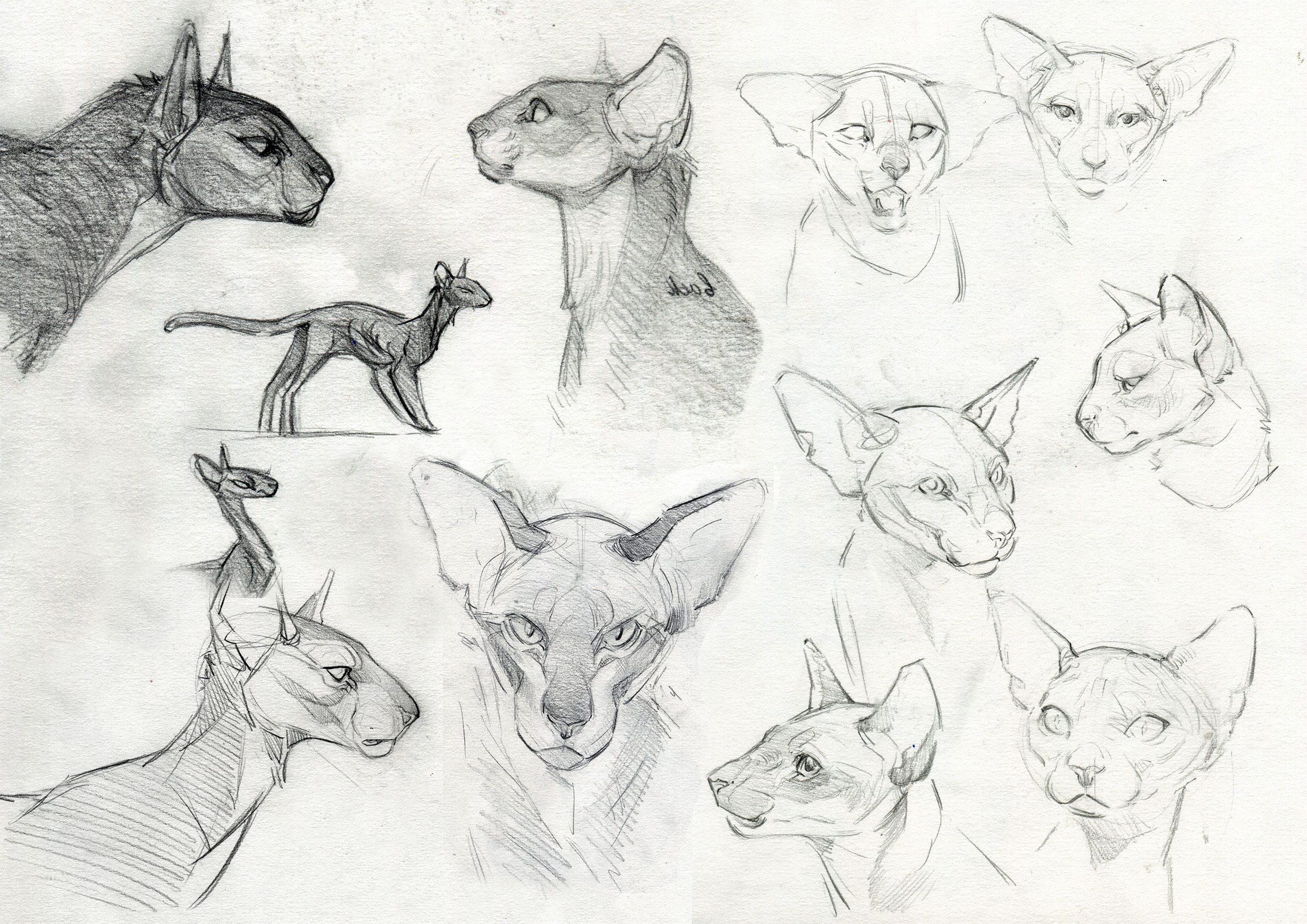 Cat sketches